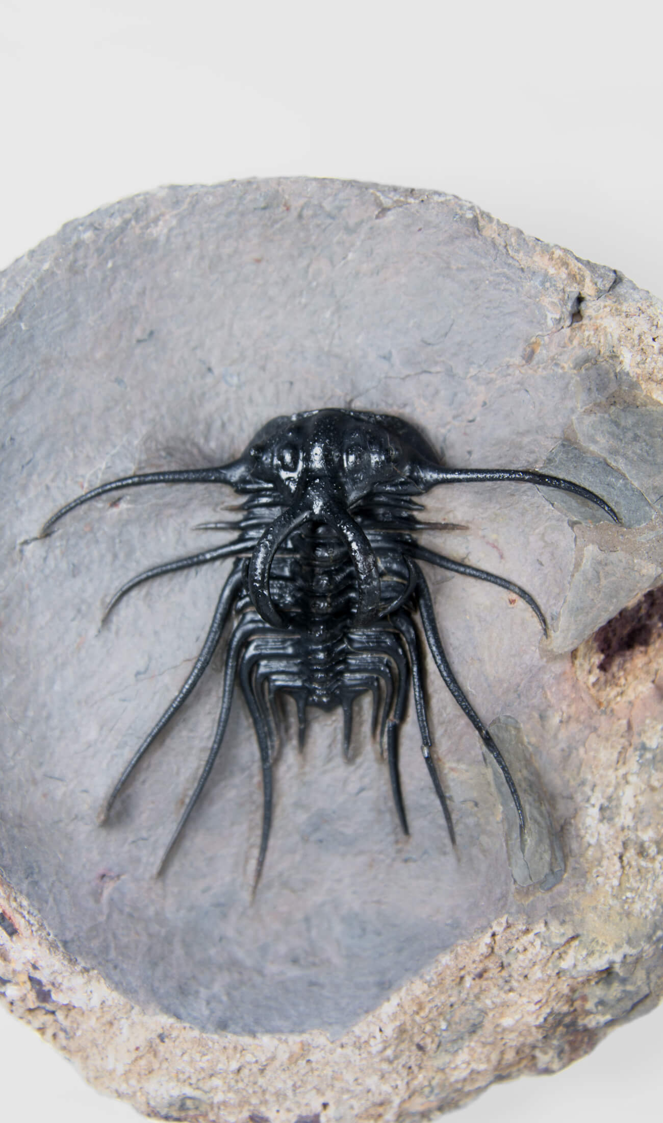 A great fossil DICRANURUS trilobite for sale on a custom stand for interior display 5