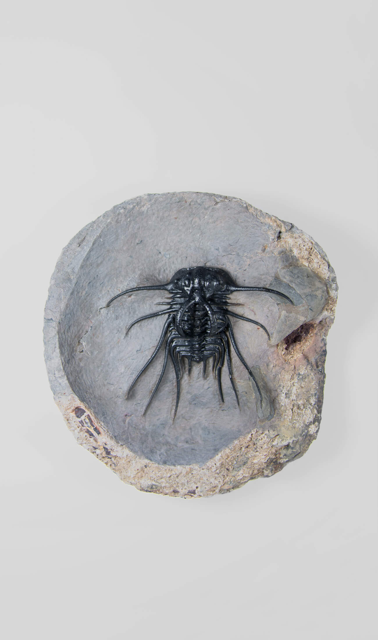 A great fossil DICRANURUS trilobite for sale on a custom stand for interior display 4