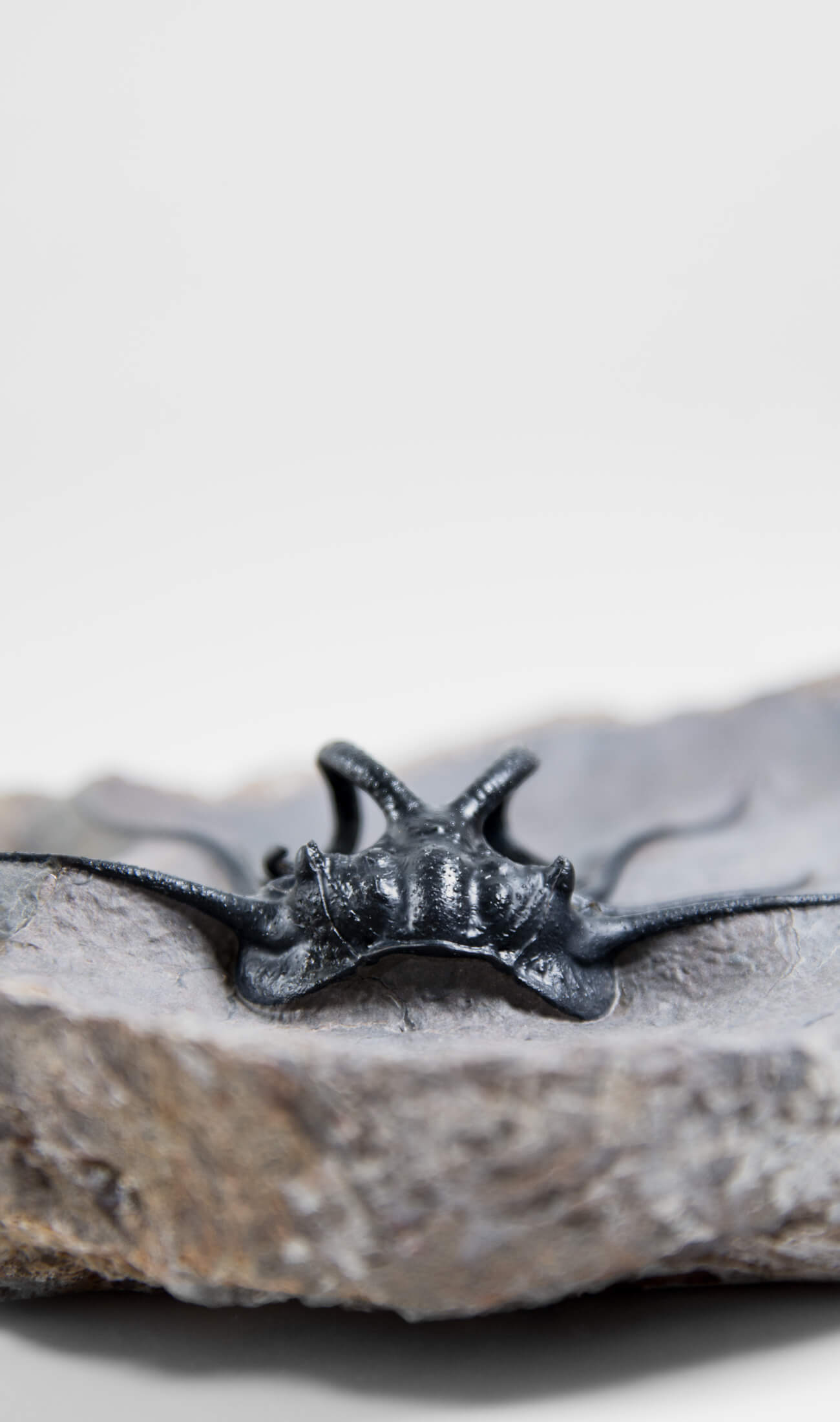 A great fossil DICRANURUS trilobite for sale on a custom stand for interior display 9