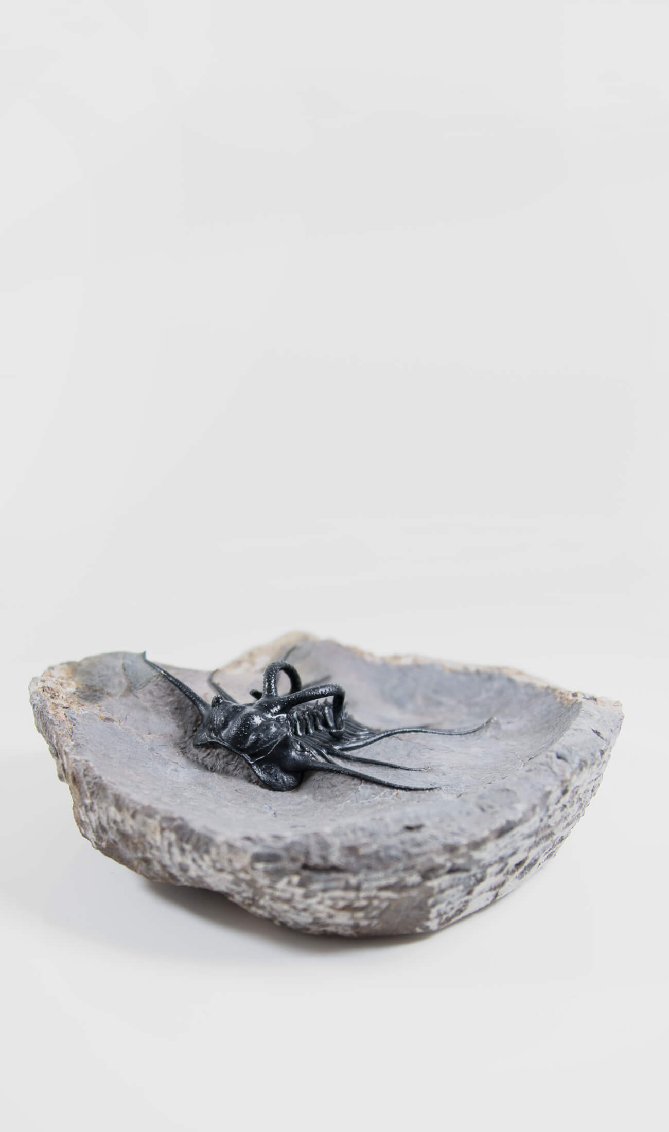 A great fossil DICRANURUS trilobite for sale on a custom stand for interior display 10