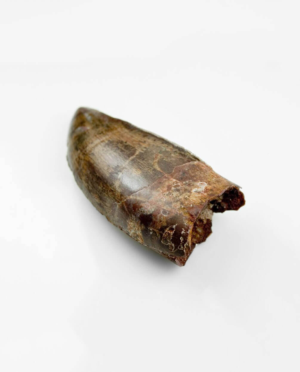 Museum-quality Carcharodontosaurus saharicus dinosaur fossil tooth for sale measuring 76mm at THE FOSSIL STORE