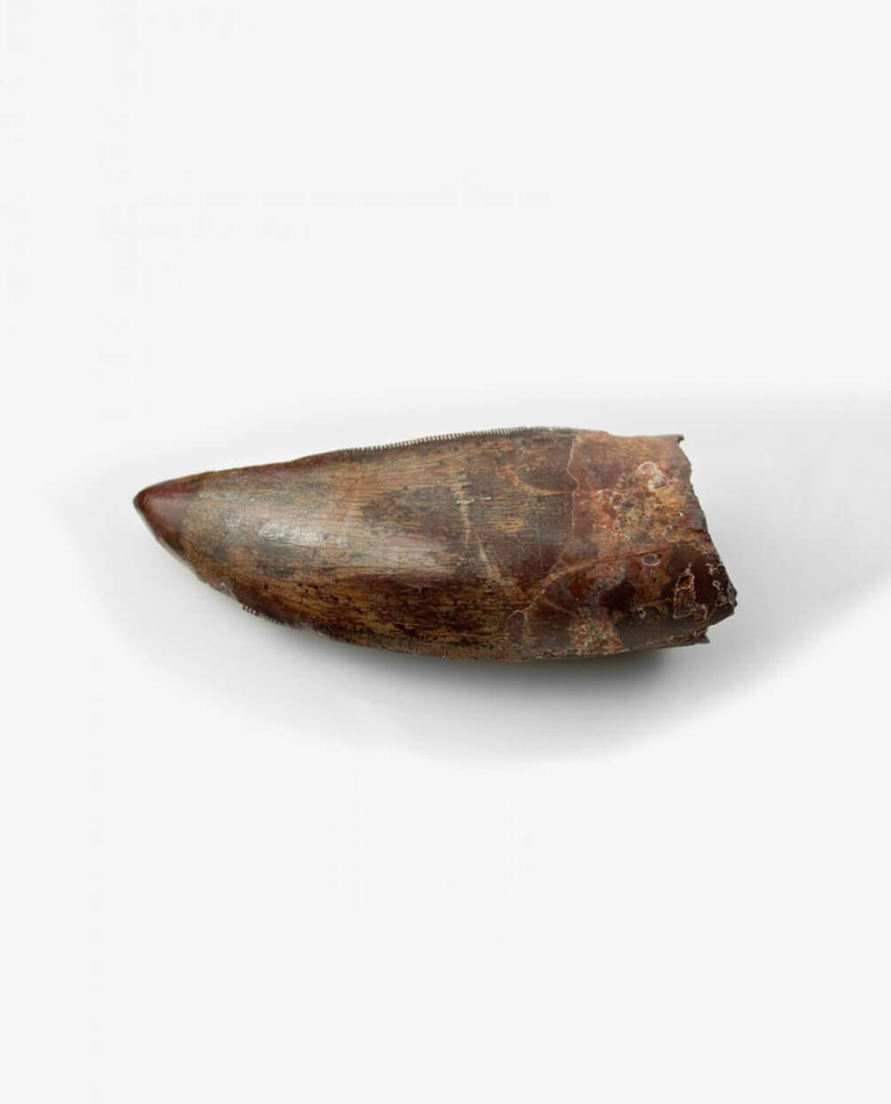 Museum-quality Carcharodontosaurus saharicus dinosaur fossil tooth for sale measuring 76mm at THE FOSSIL STORE