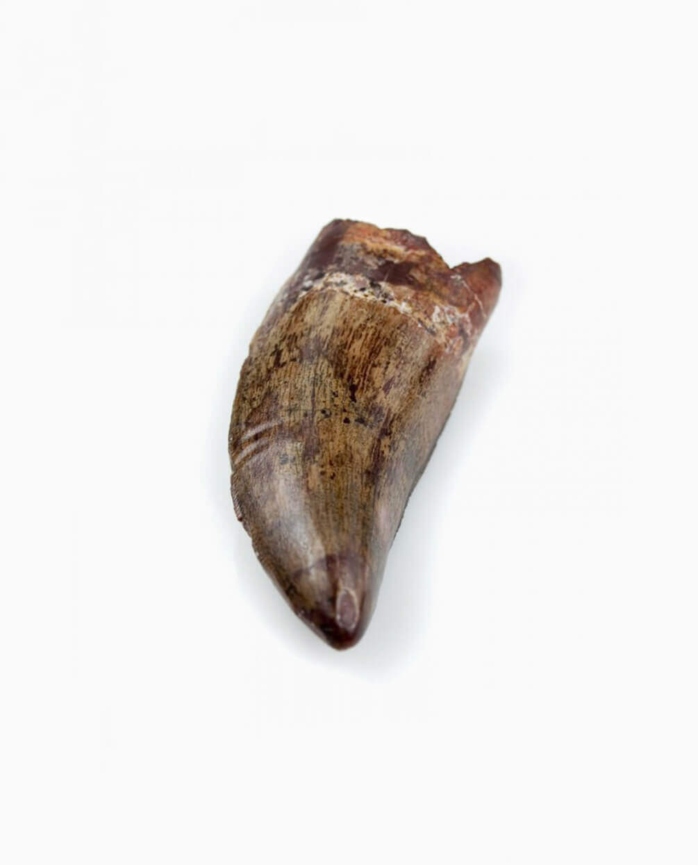 Museum-quality Carcharodontosaurus saharicus dinosaur fossil tooth for sale measuring 76mm at THE FOSSIL STORE