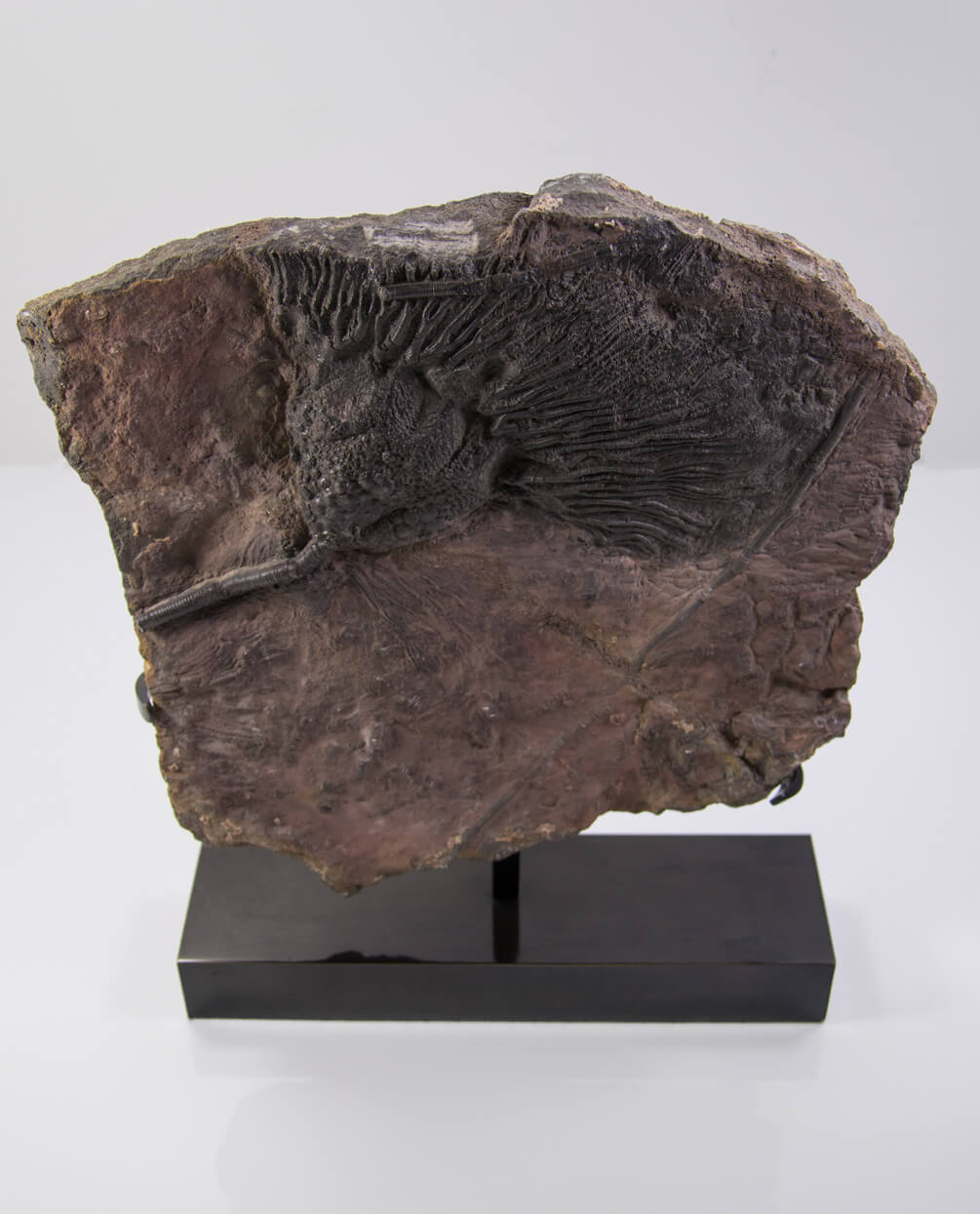 A museum-standard Scyphocrinites elegans crinoid lily fossil for sale measuring 405mm on our custom designed bronze stand