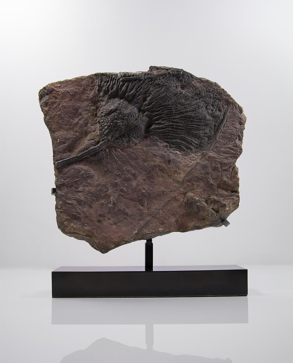 A museum-standard Scyphocrinites elegans crinoid lily fossil for sale measuring 405mm on our custom designed bronze stand