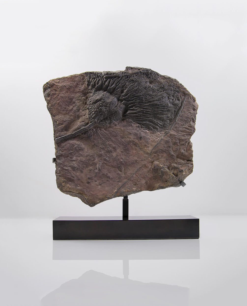 A museum-standard Scyphocrinites elegans crinoid lily fossil for sale measuring 405mm on our custom designed bronze stand