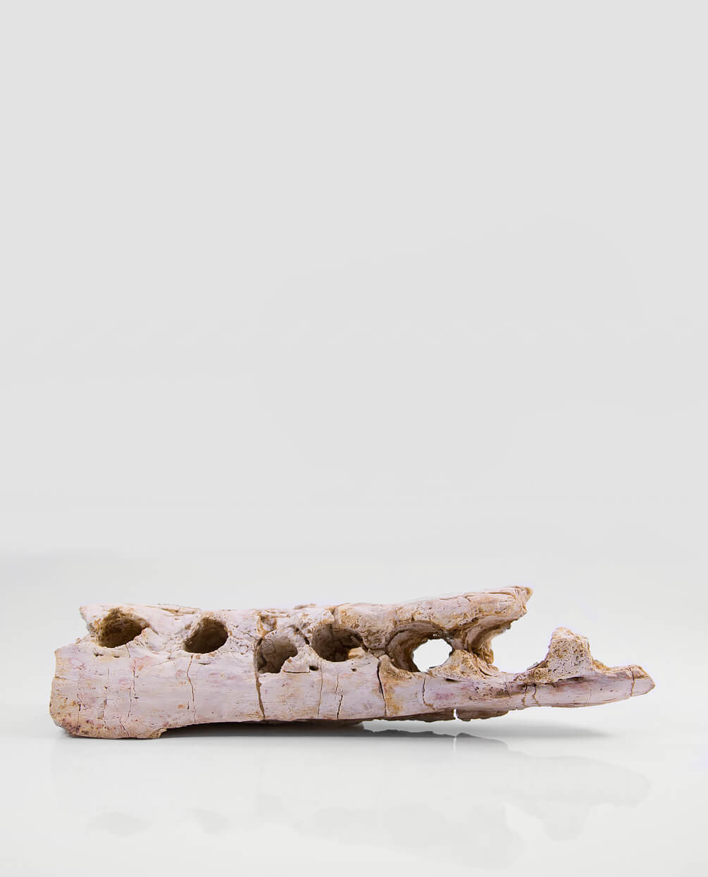 A scientifically important Elosuchus crocodile fossil jaw for sale measuring 214mm at THE FOSSIL STORE