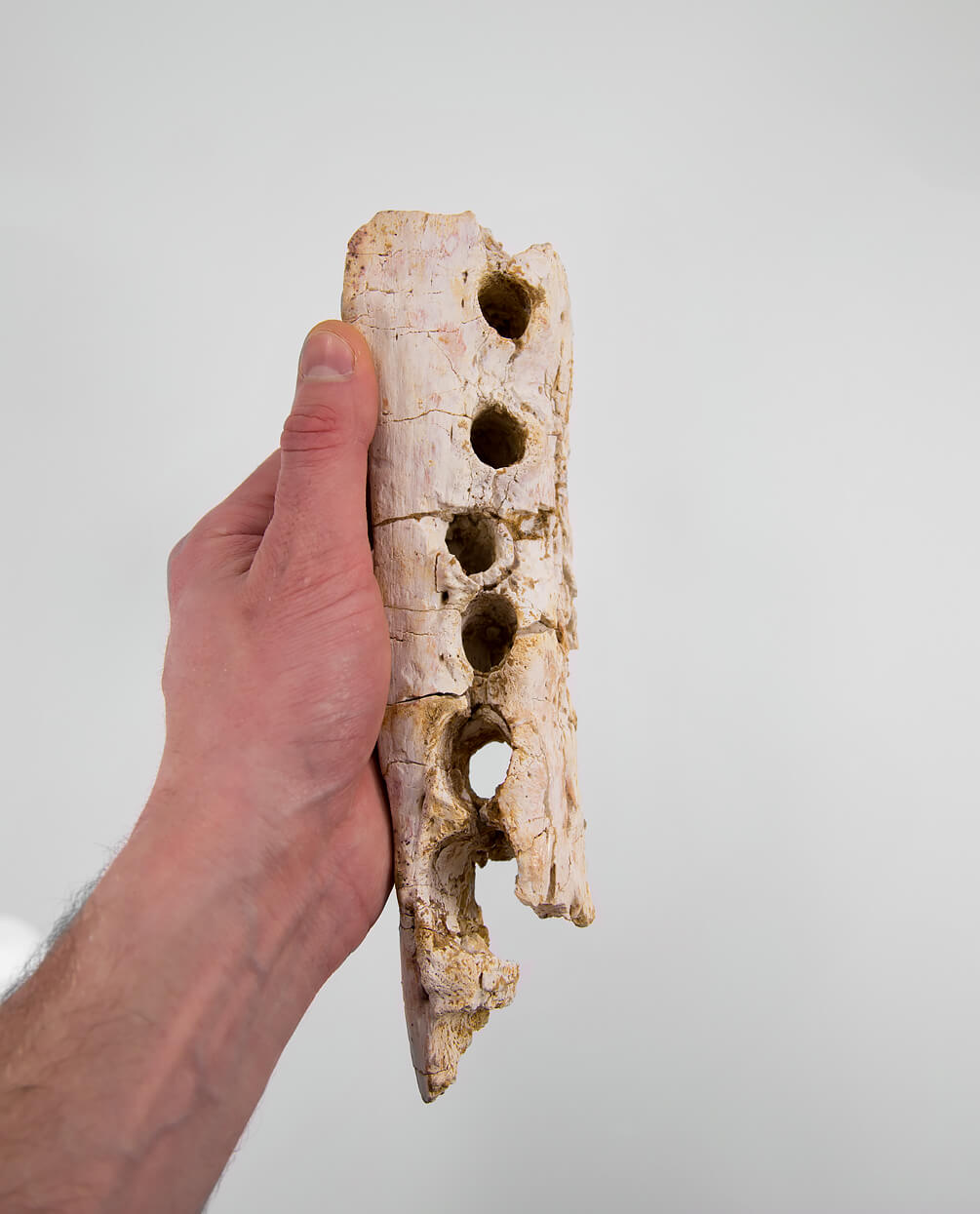 A scientifically important Elosuchus crocodile fossil jaw for sale measuring 214mm at THE FOSSIL STORE