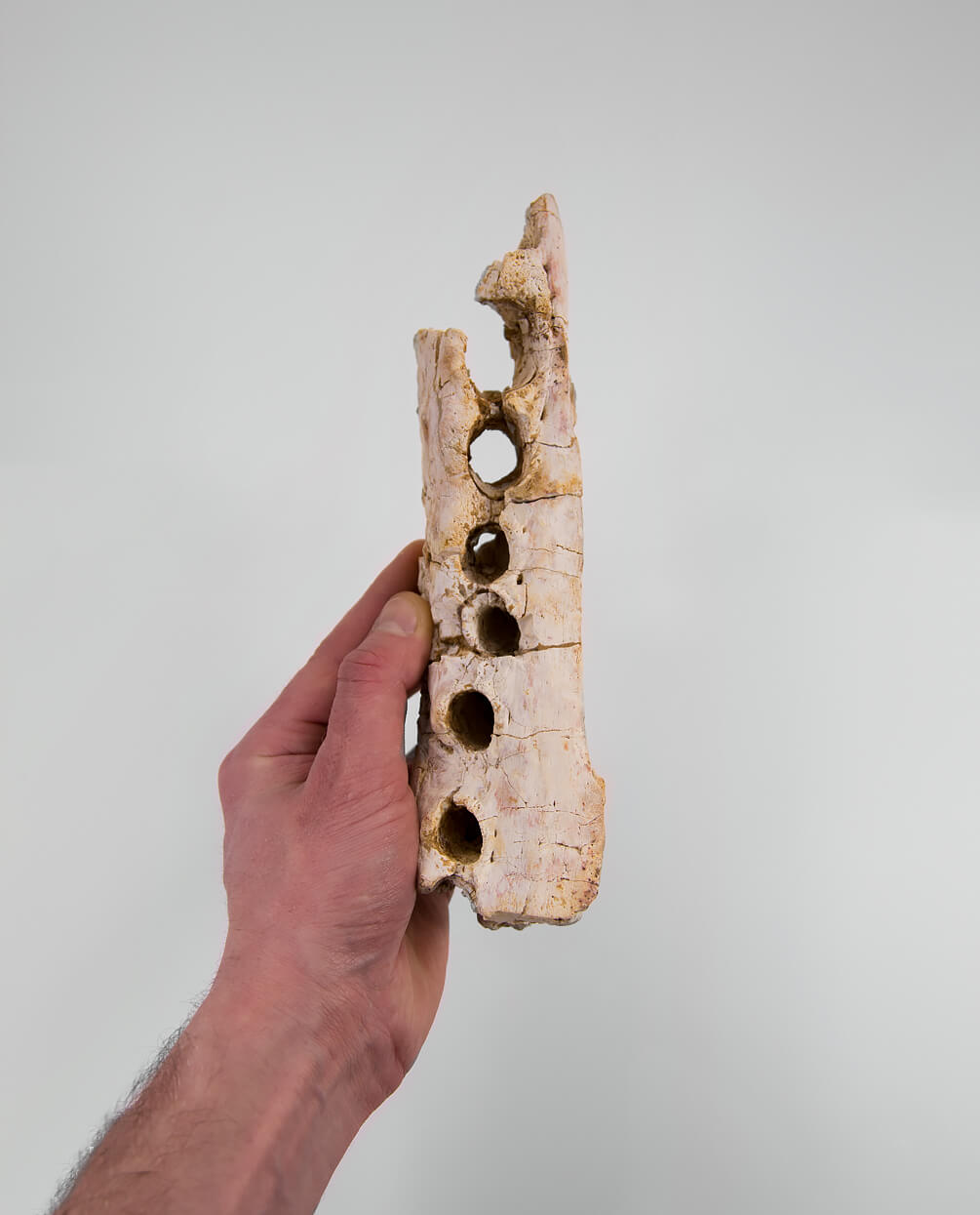 A scientifically important Elosuchus crocodile fossil jaw for sale measuring 214mm at THE FOSSIL STORE