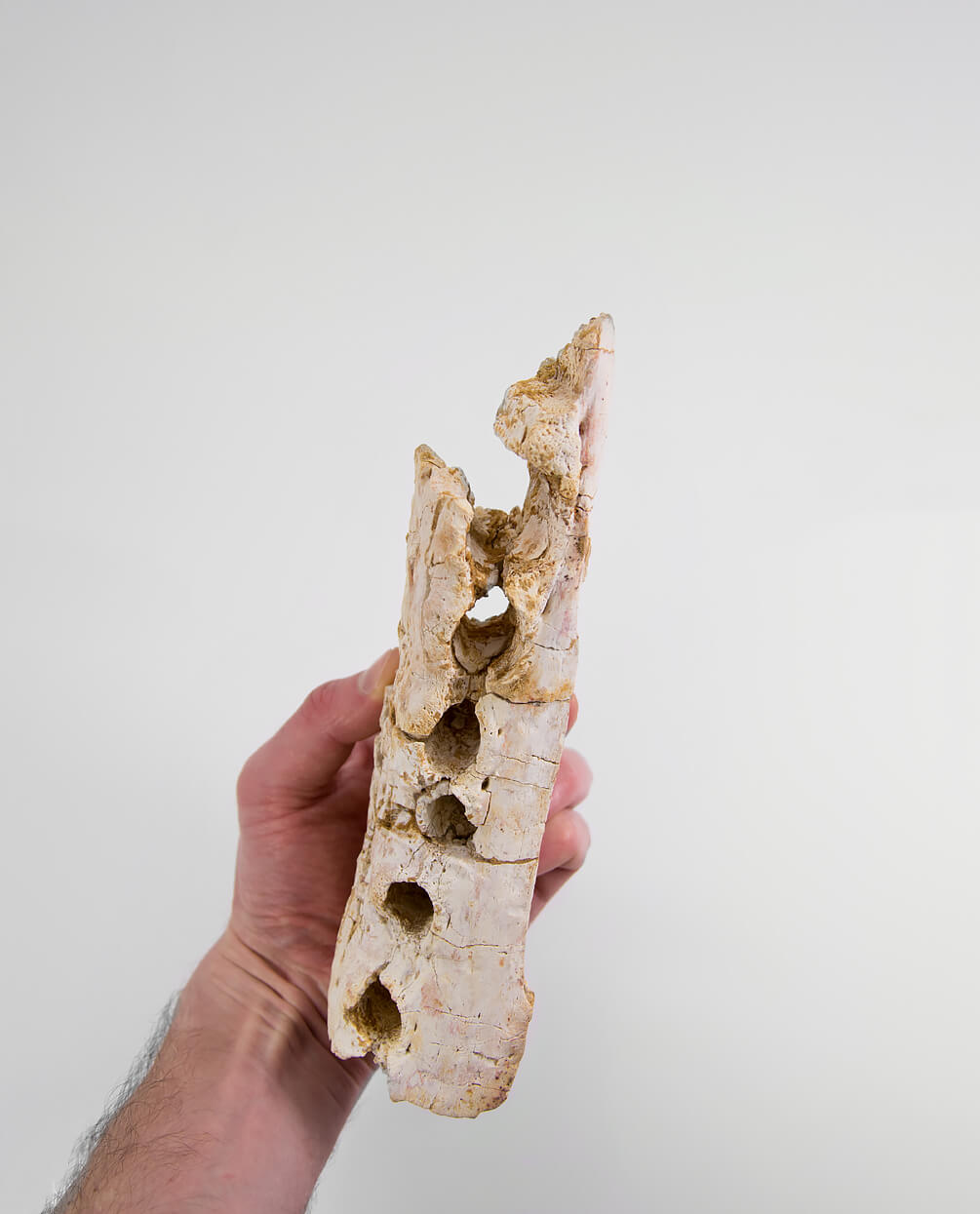 A scientifically important Elosuchus crocodile fossil jaw for sale measuring 214mm at THE FOSSIL STORE