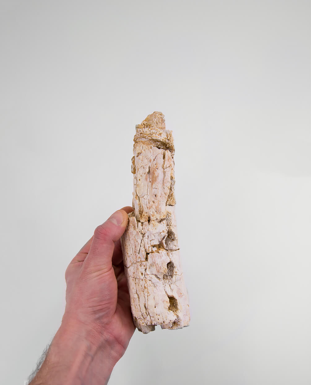 A scientifically important Elosuchus crocodile fossil jaw for sale measuring 214mm at THE FOSSIL STORE