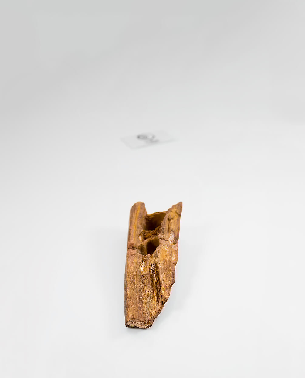 A scientifically important Elosuchus crocodile fossil jaw for sale measuring 217mm at THE FOSSIL STORE