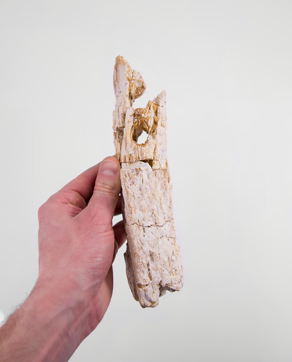 A scientifically important Elosuchus crocodile fossil jaw for sale measuring 214mm at THE FOSSIL STORE