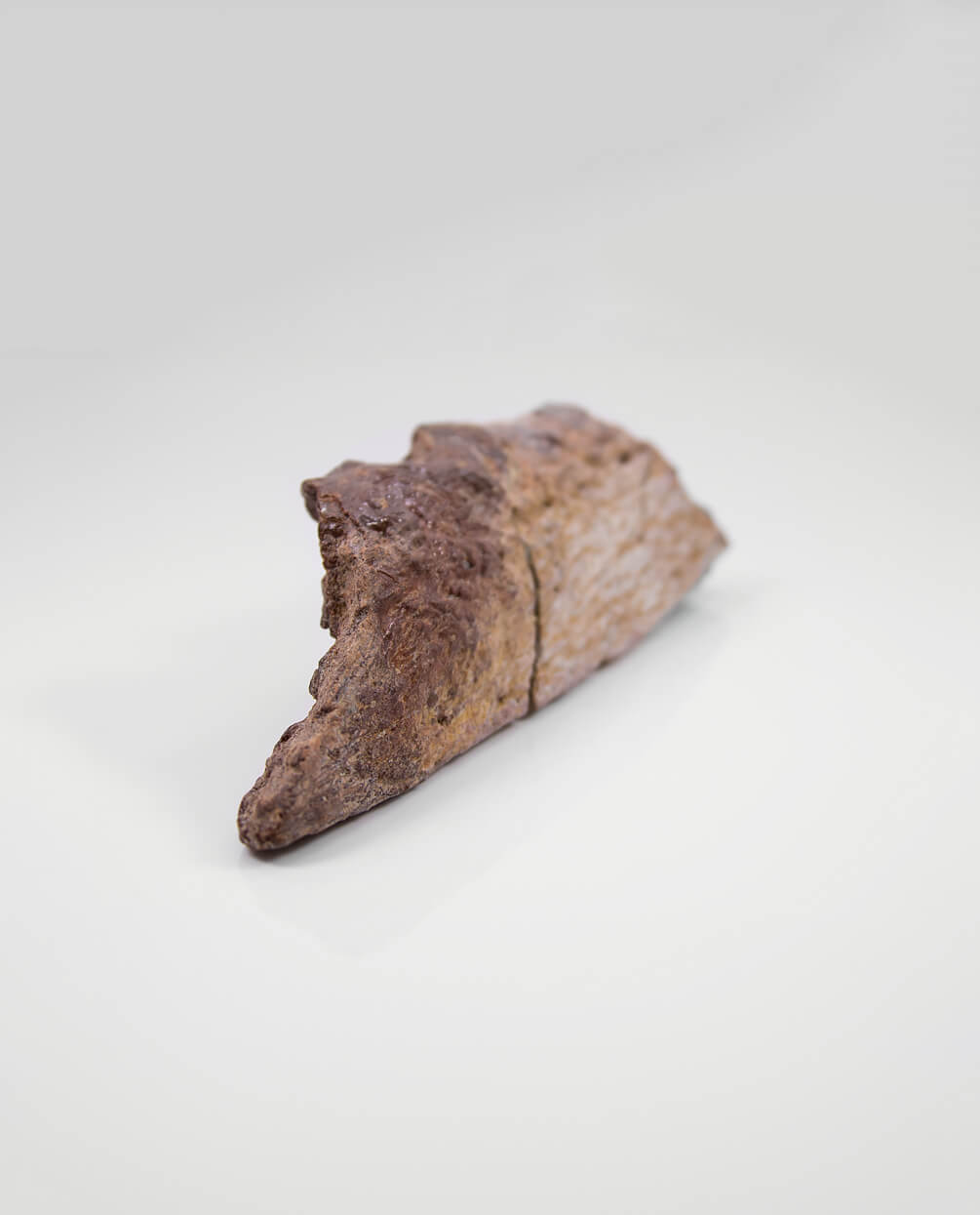 A scientifically important Elosuchus crocodile fossil jaw for sale measuring 217mm at THE FOSSIL STORE