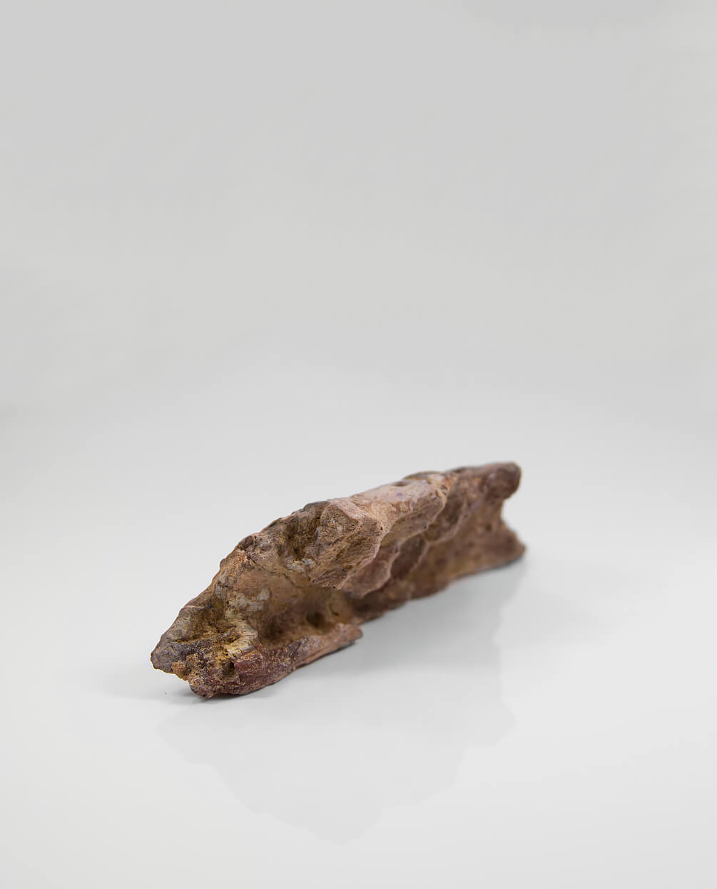 A scientifically important Elosuchus crocodile fossil jaw for sale measuring 217mm at THE FOSSIL STORE