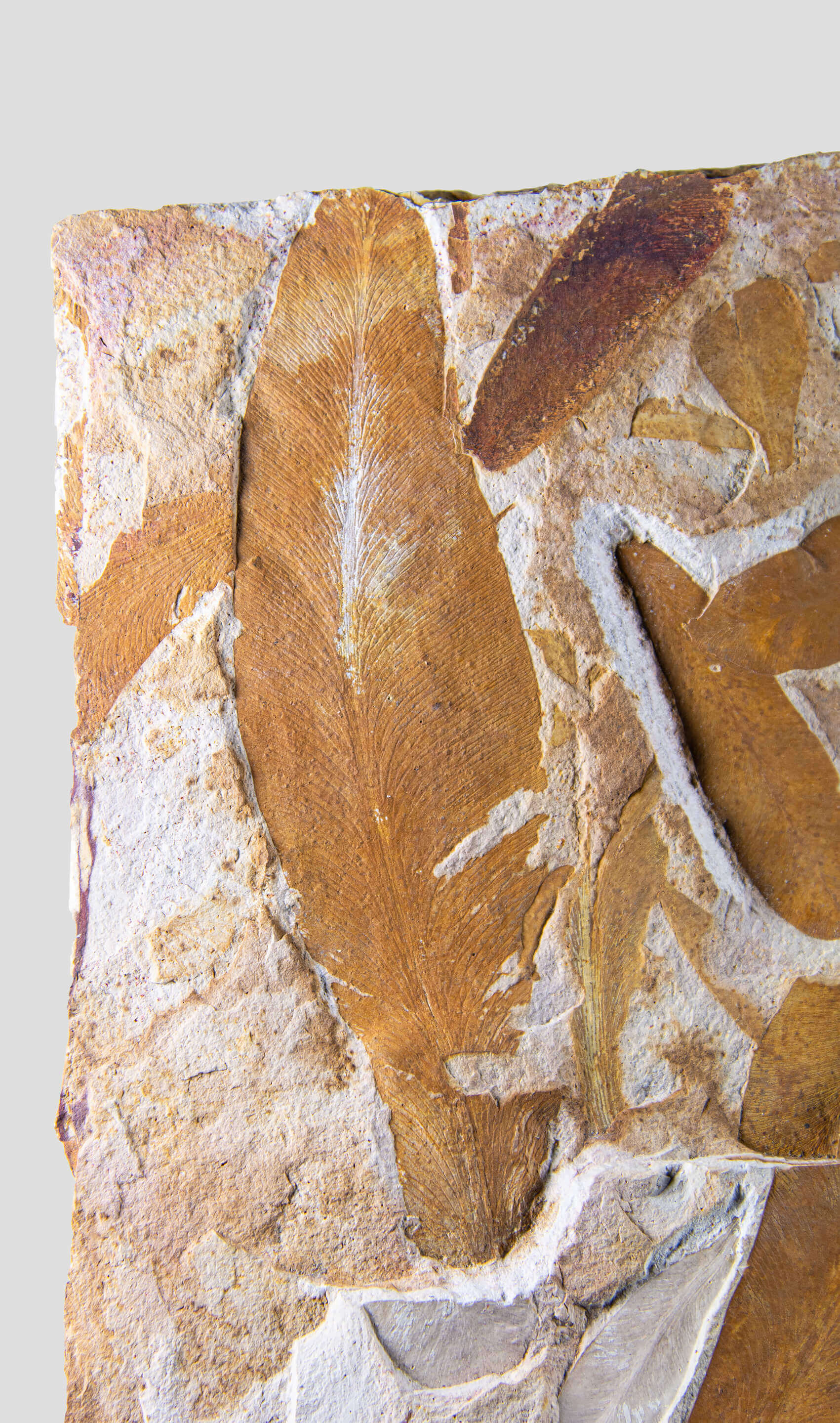 An American flor leaf fossil plate presented on a beautiful brass stand for fossil interior display 3