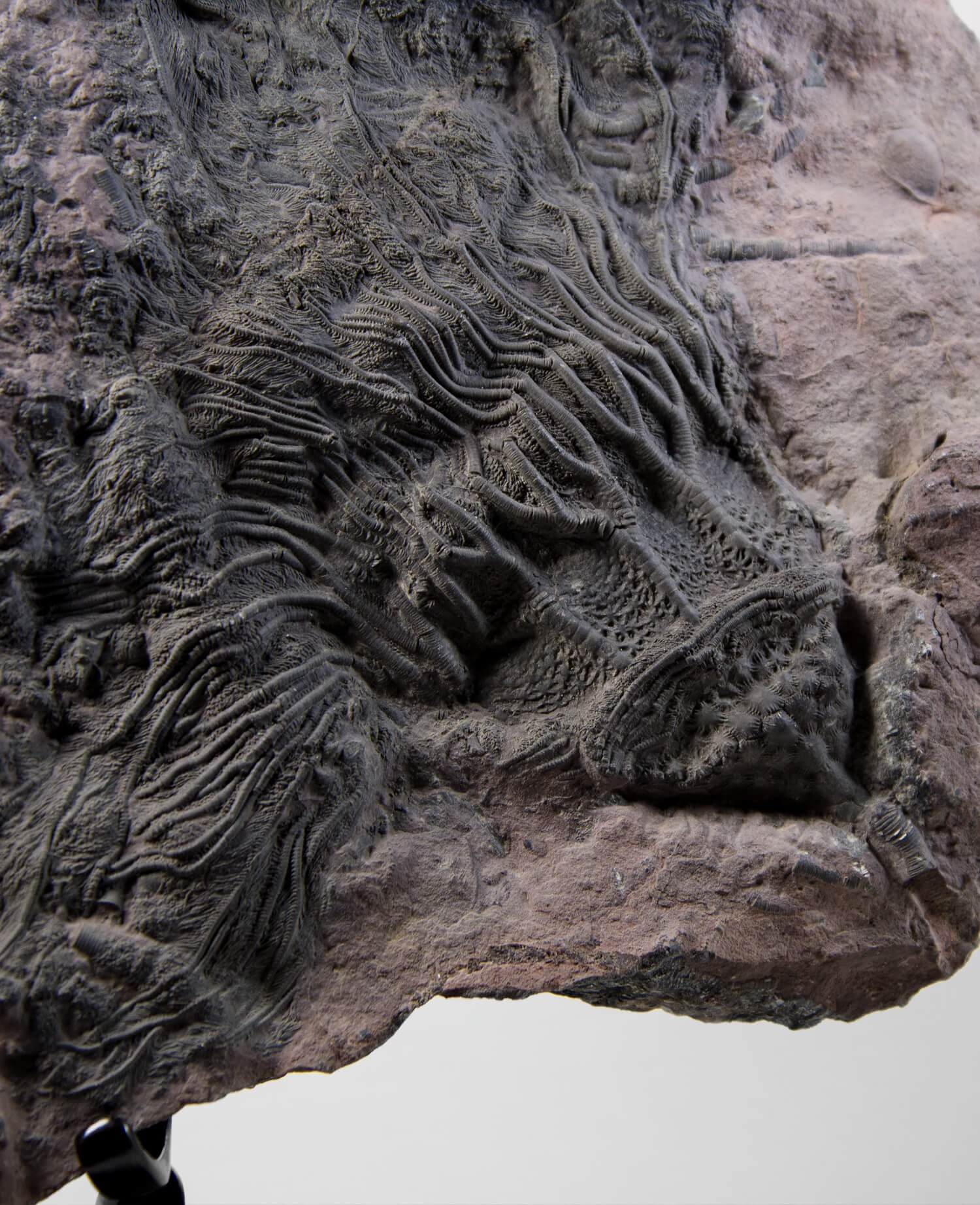 A museum-standard Scyphocrinites elegans crinoid lily fossil for sale measuring 375mm on our custom designed bronze stand