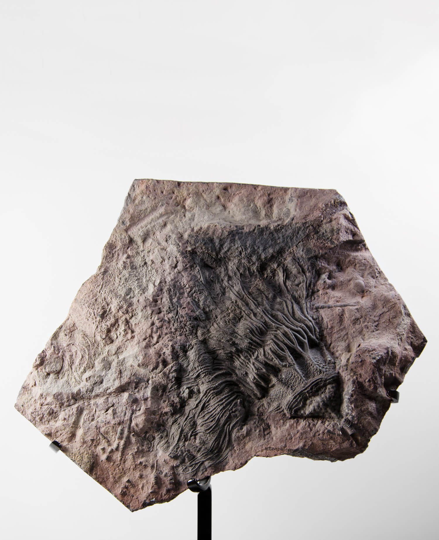 A museum-standard Scyphocrinites elegans crinoid lily fossil for sale measuring 375mm on our custom designed bronze stand