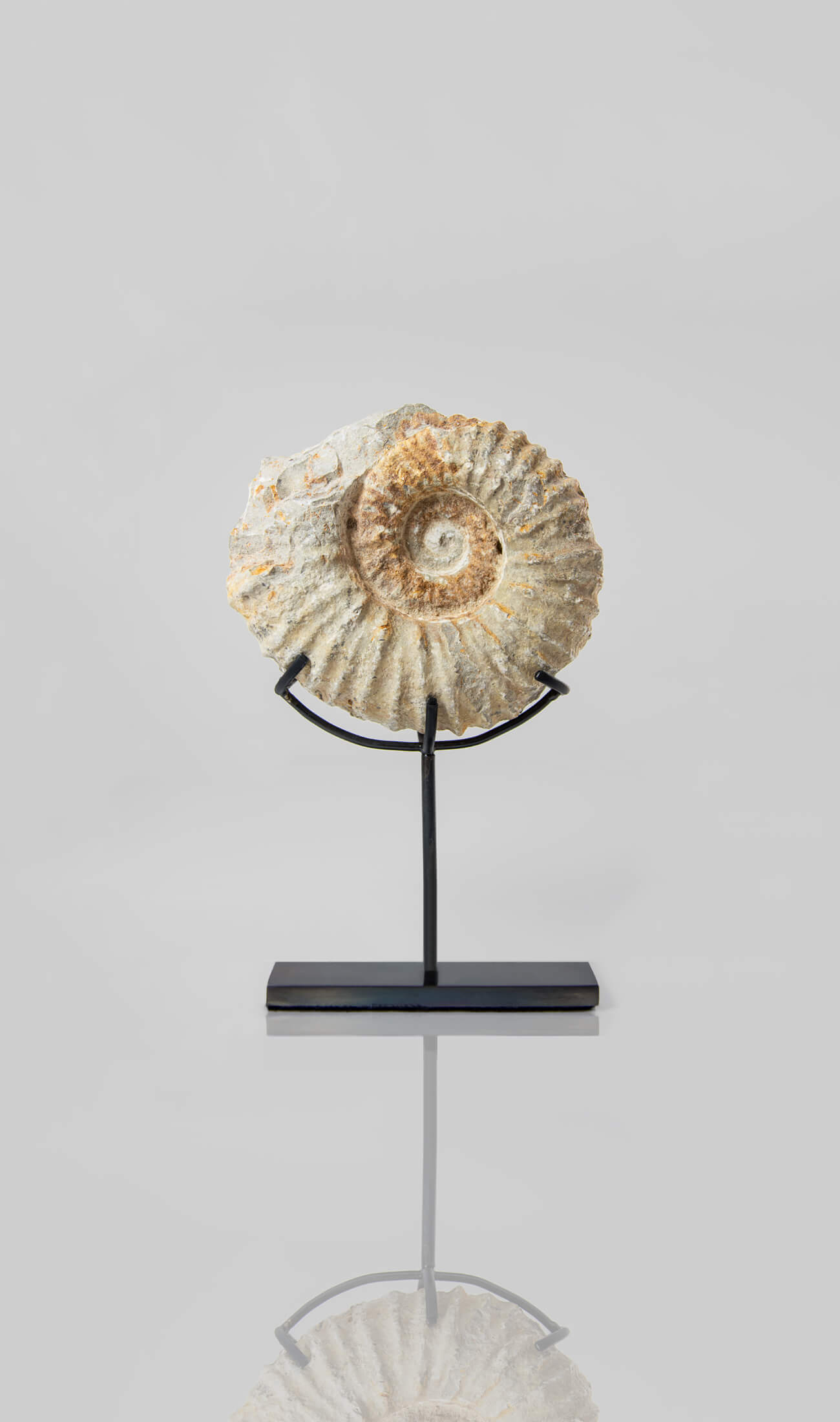 Beautifully presented Mantelliceras ammonite fossil for sale measuring 188mm on our custom designed bronze stand