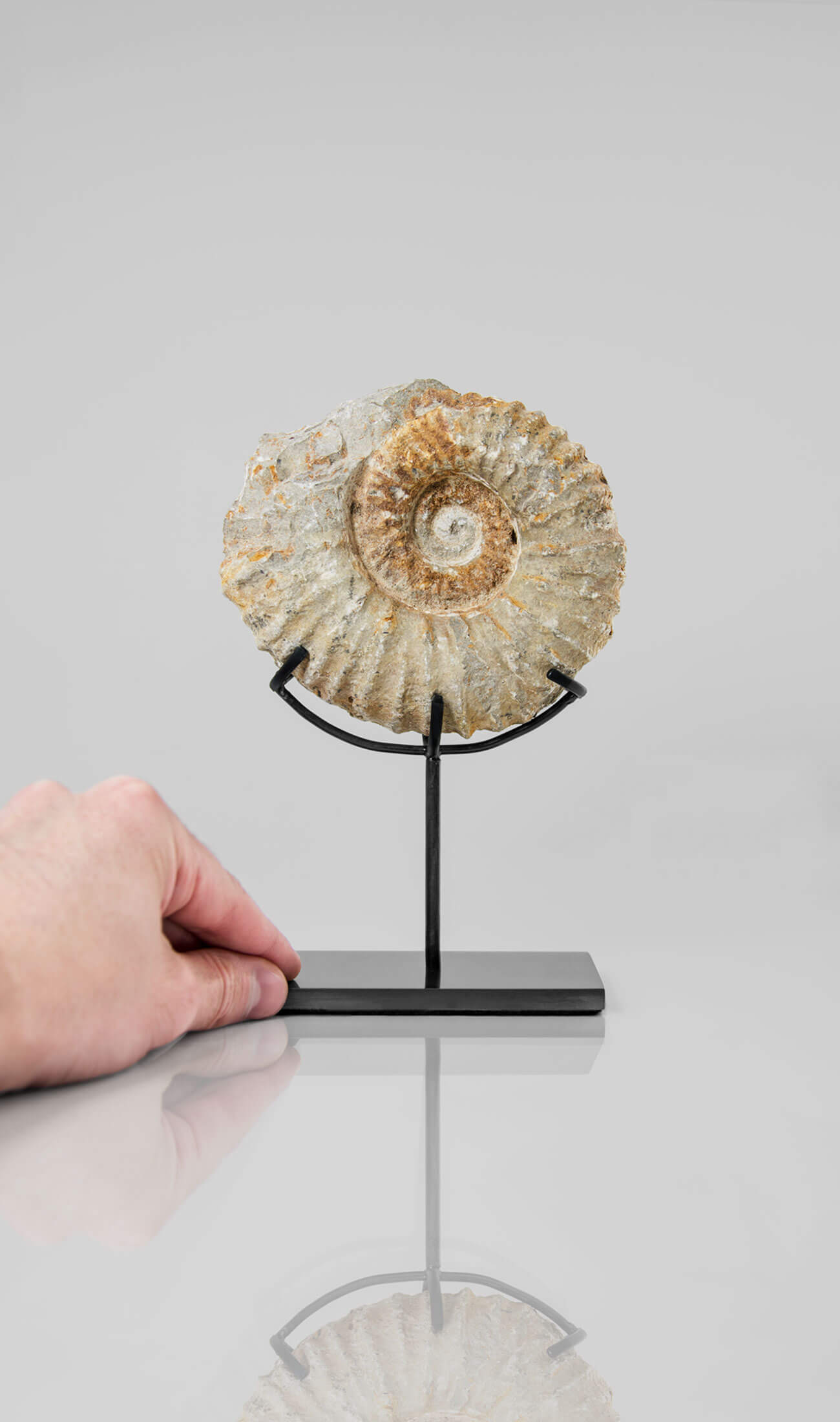 Beautifully presented Mantelliceras ammonite fossil for sale measuring 188mm on our custom designed bronze stand