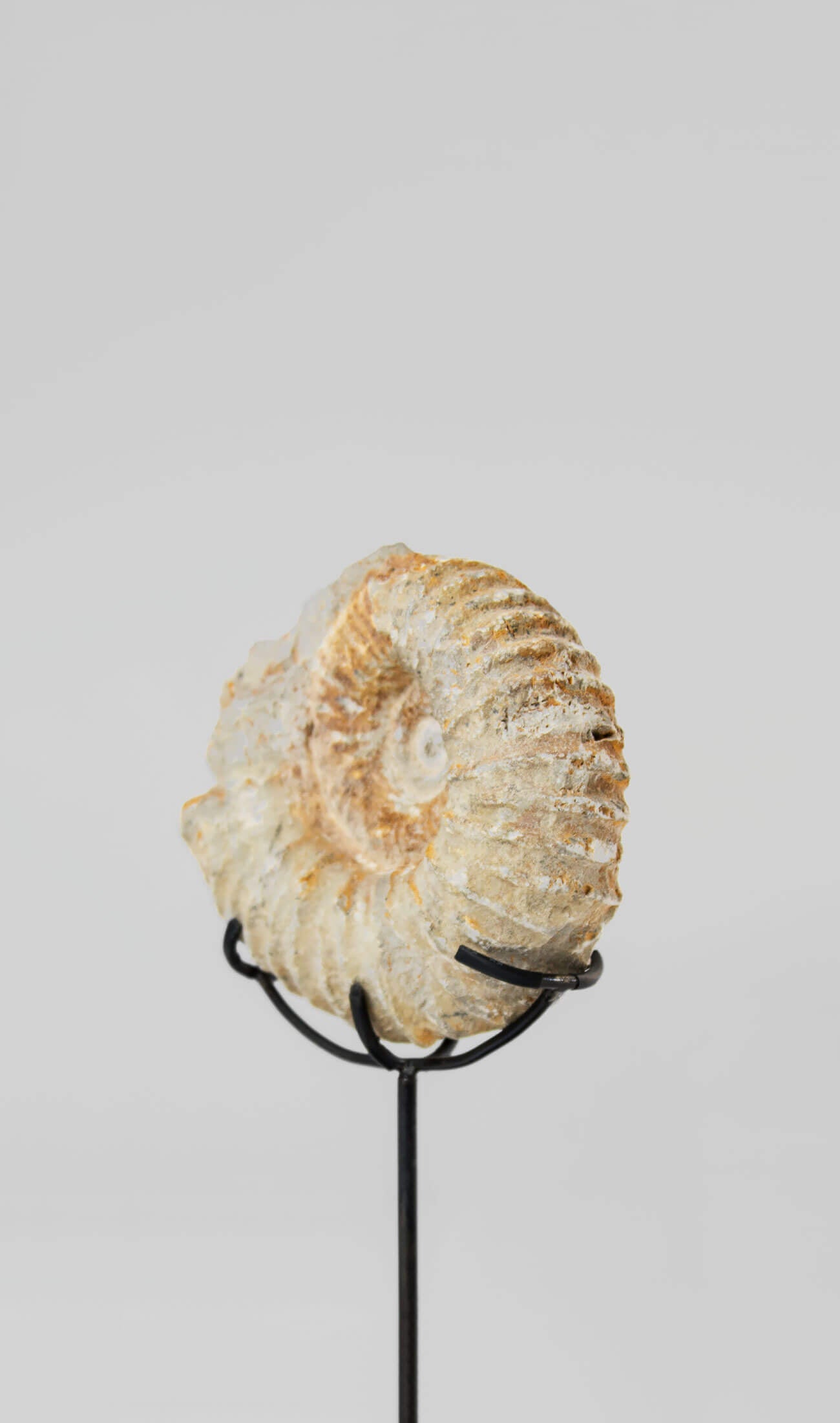 Beautifully presented Mantelliceras ammonite fossil for sale measuring 188mm on our custom designed bronze stand