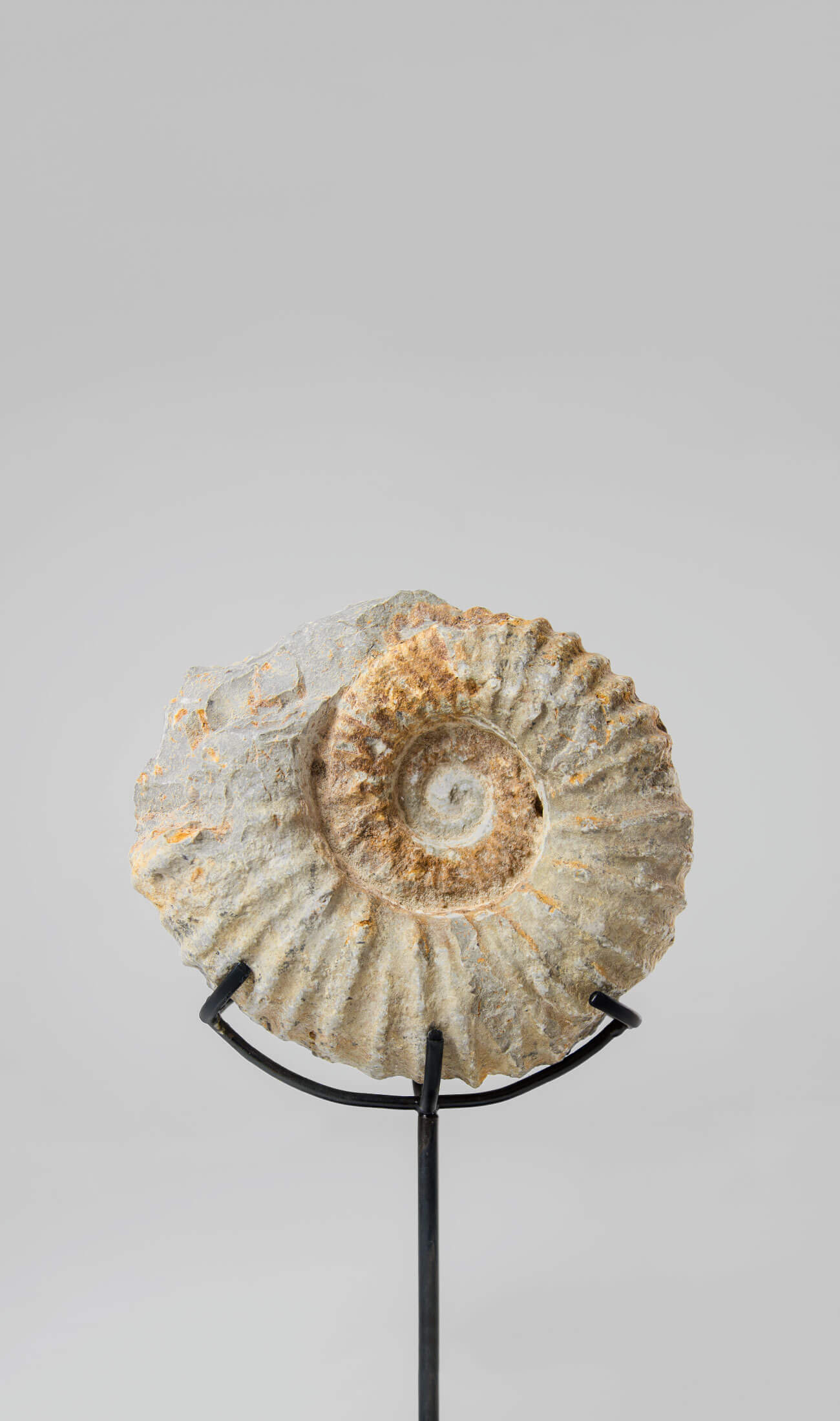 Beautifully presented Mantelliceras ammonite fossil for sale measuring 188mm on our custom designed bronze stand