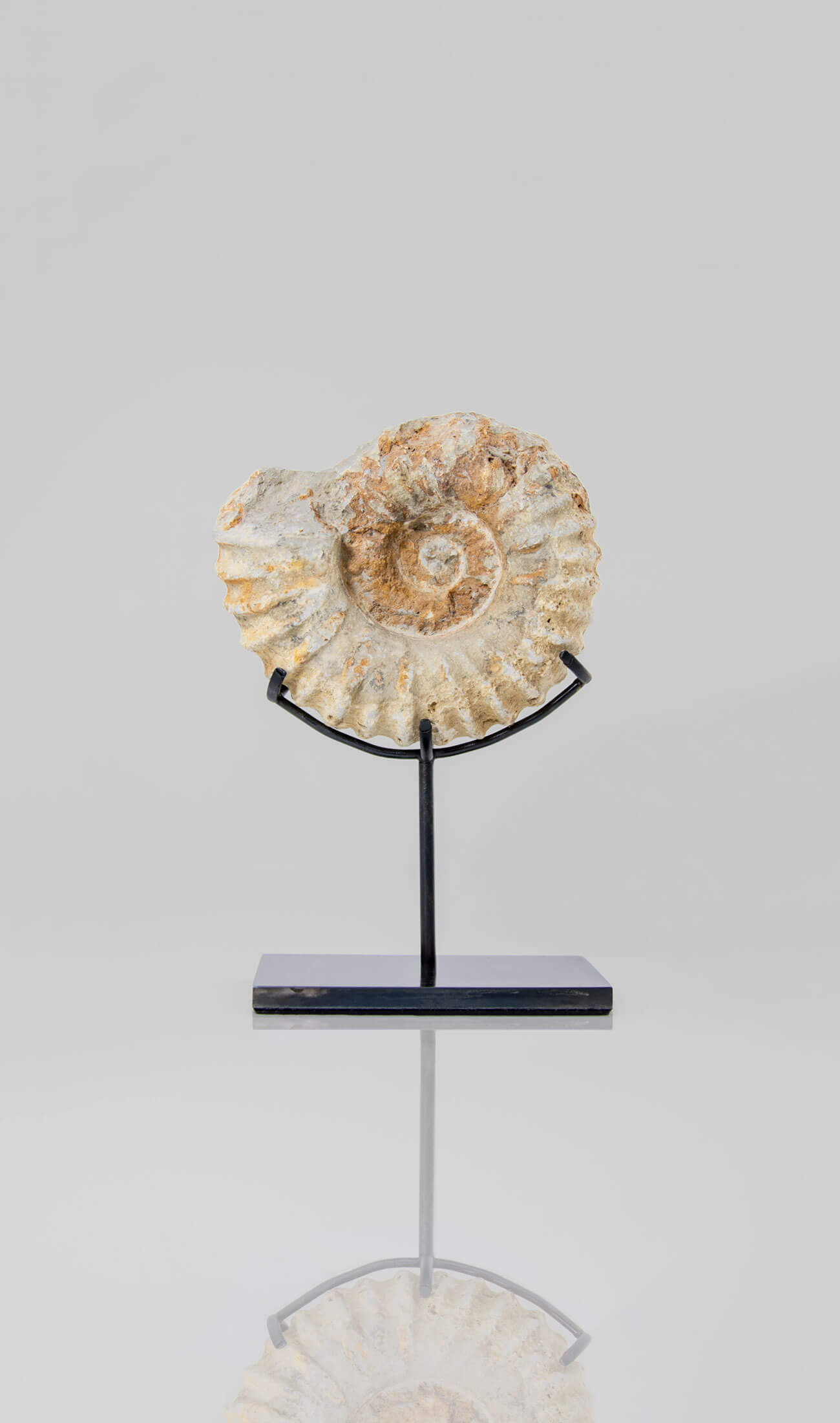 Beautifully presented Mantelliceras ammonite fossil for sale measuring 175mm on our custom designed bronze stand