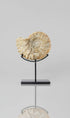 Beautifully presented Mantelliceras ammonite fossil for sale measuring 185mm on our custom designed bronze stand