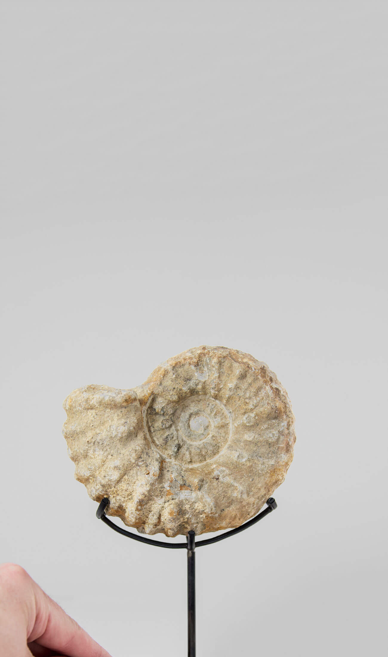 Beautifully presented Mantelliceras ammonite fossil for sale measuring 185mm on our custom designed bronze stand