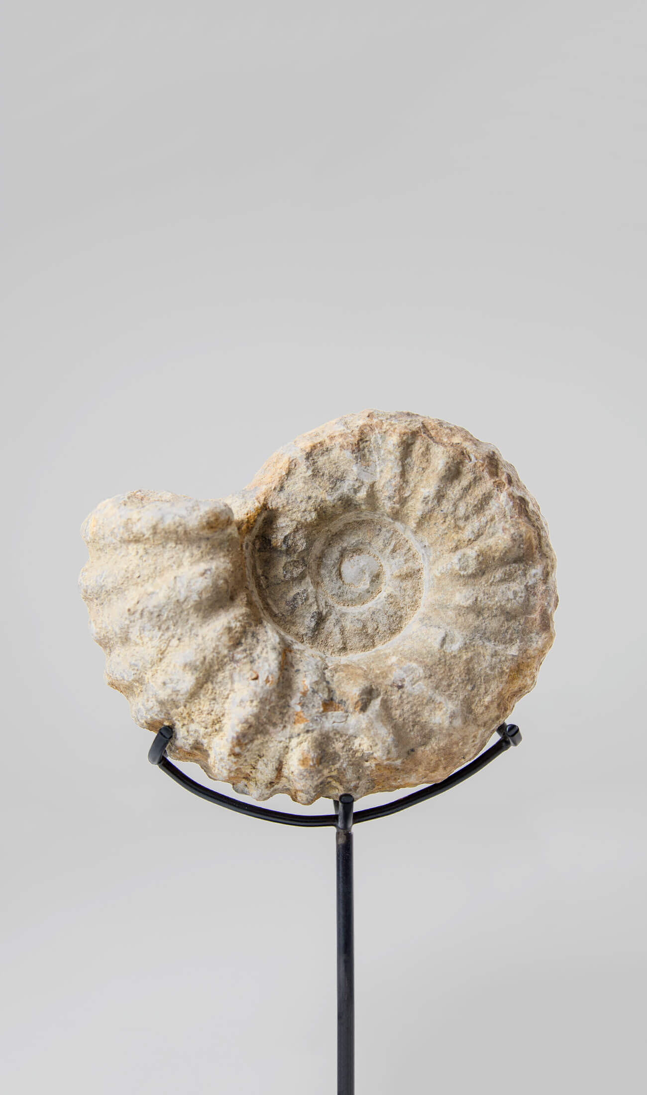 Beautifully presented Mantelliceras ammonite fossil for sale measuring 185mm on our custom designed bronze stand