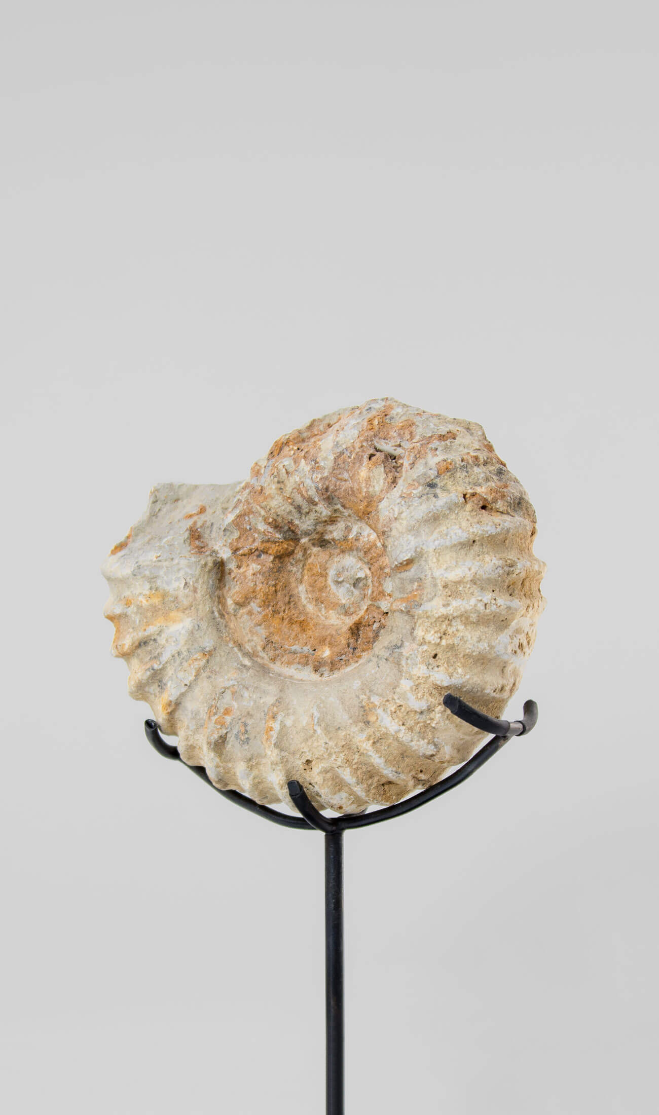 Beautifully presented Mantelliceras ammonite fossil for sale measuring 175mm on our custom designed bronze stand