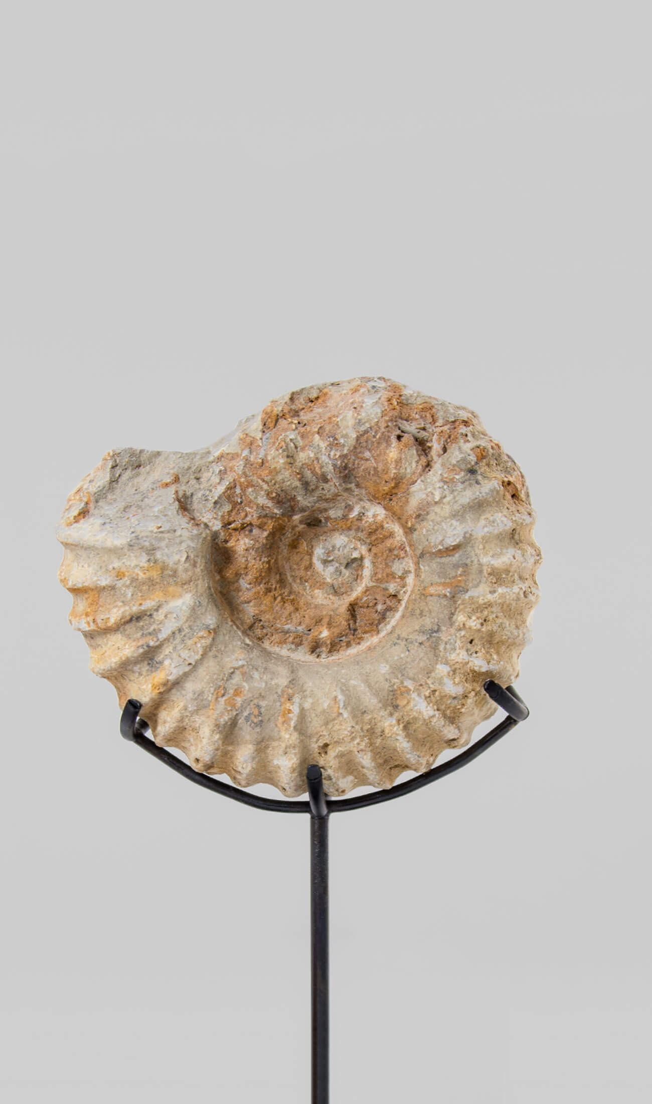 Beautifully presented Mantelliceras ammonite fossil for sale measuring 175mm on our custom designed bronze stand