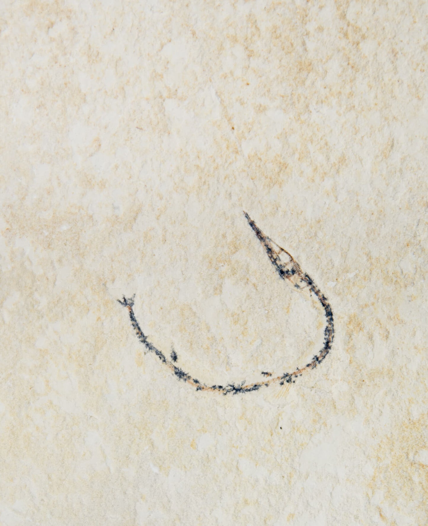 A rare Moroccan needle fish fossil for sale measuring 210mm now available at THE FOSSIL STORE