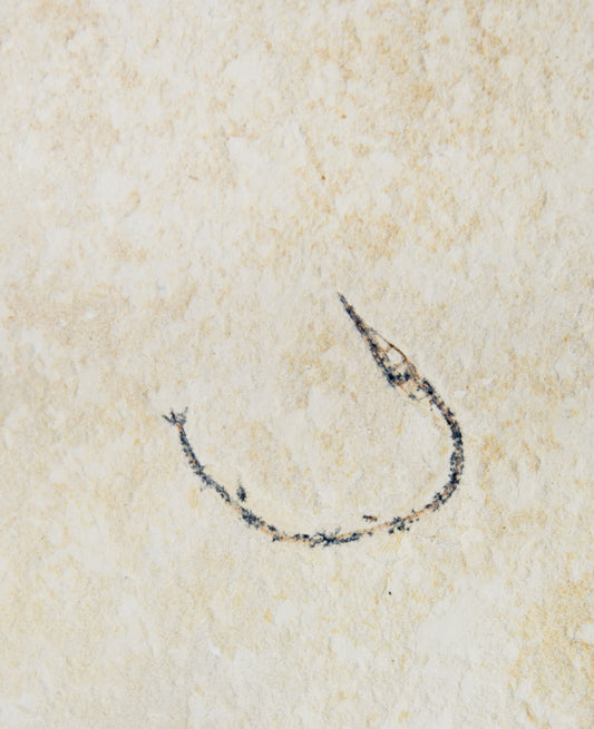 A rare Moroccan needle fish fossil for sale measuring 210mm now available at THE FOSSIL STORE