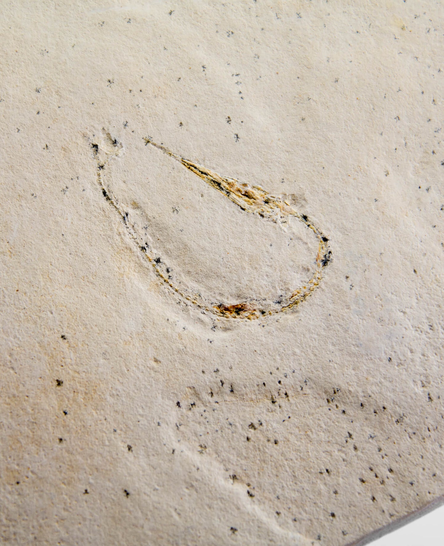 A rare Rhynchodercetis Hakelensis needlefish fossil measuring 215mm by THE FOSSIL STORE