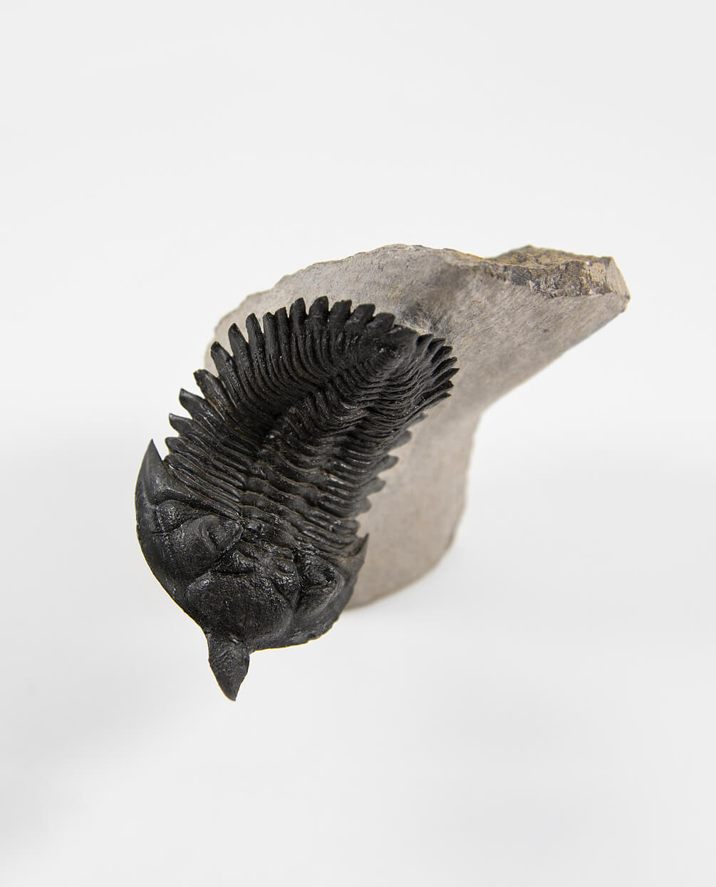 Scientifically important Pseudocryphaeus fossil trilobite measuring 59mm at THE FOSSIL STORE