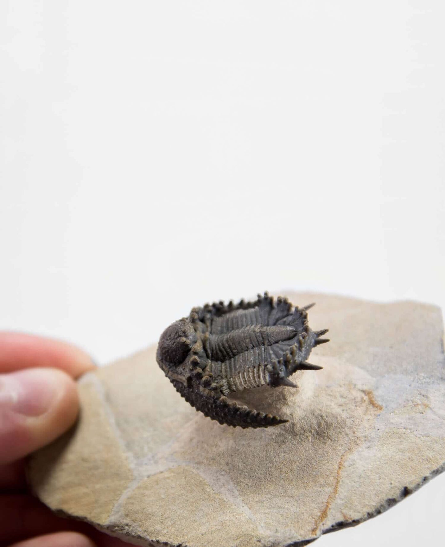 A scientifically important Akantharges mbareki fossil trilobite for sale measuring 87mm at THE FOSSIL STORE