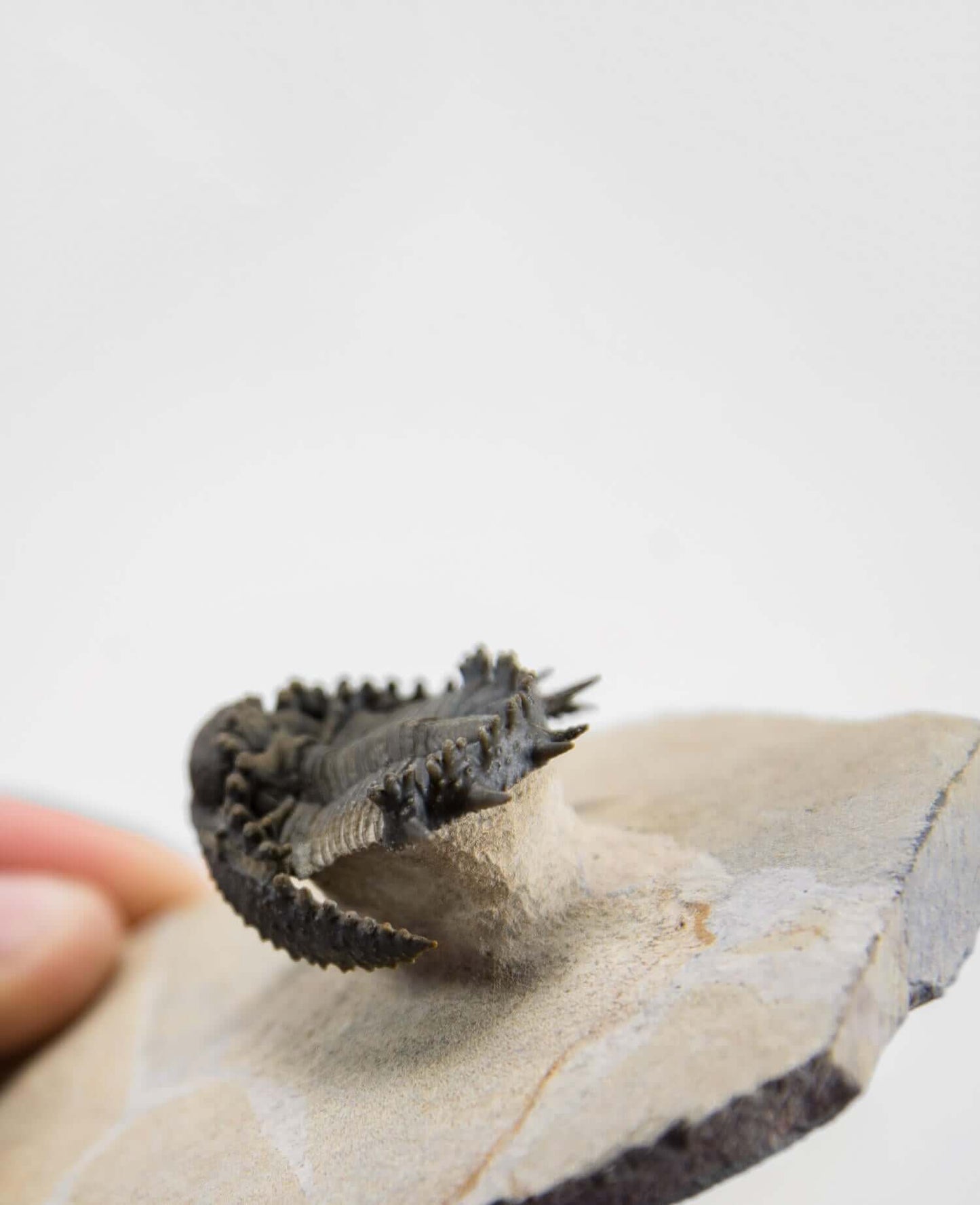 A scientifically important Akantharges mbareki fossil trilobite for sale measuring 87mm at THE FOSSIL STORE