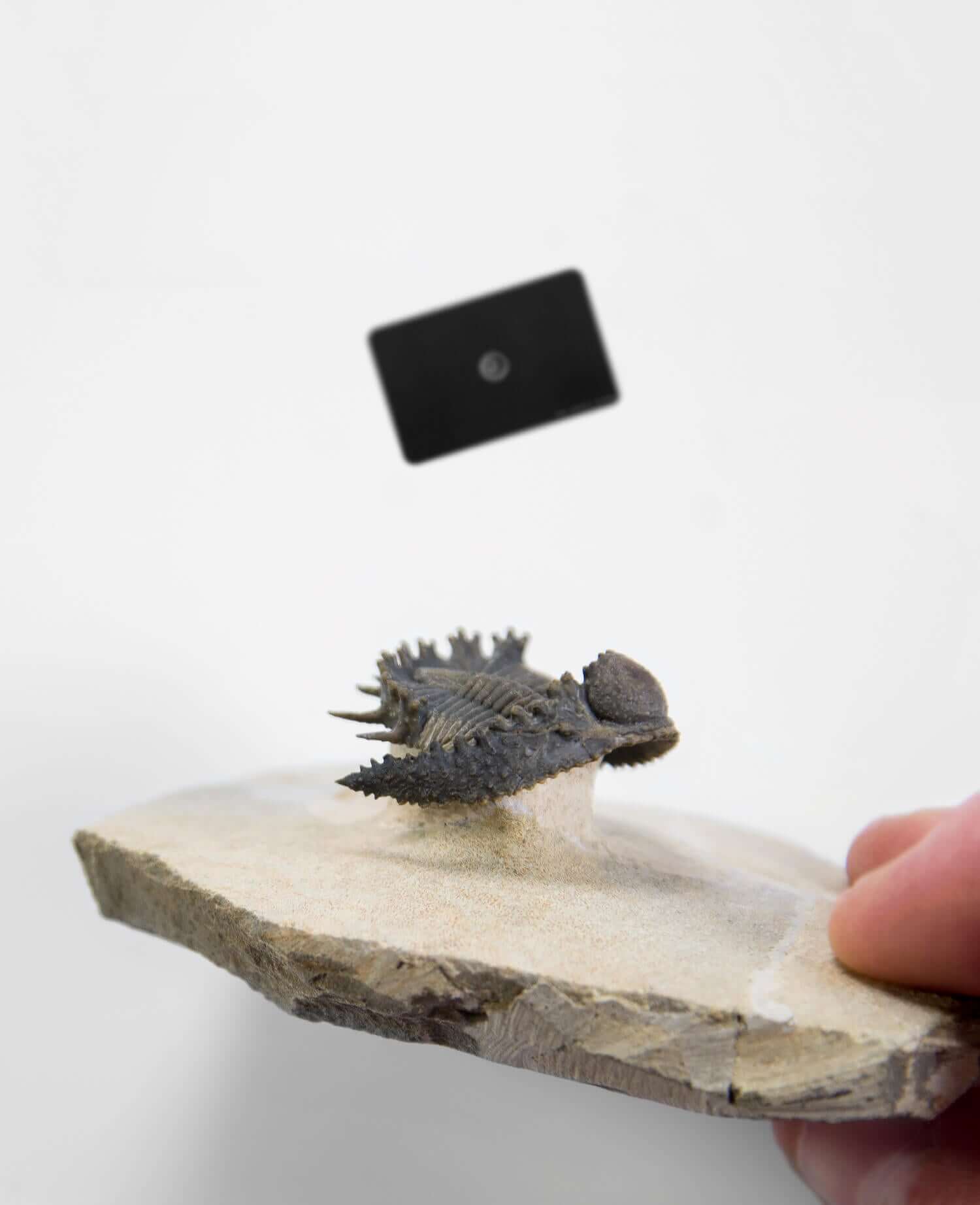 A scientifically important Akantharges mbareki fossil trilobite for sale measuring 87mm at THE FOSSIL STORE