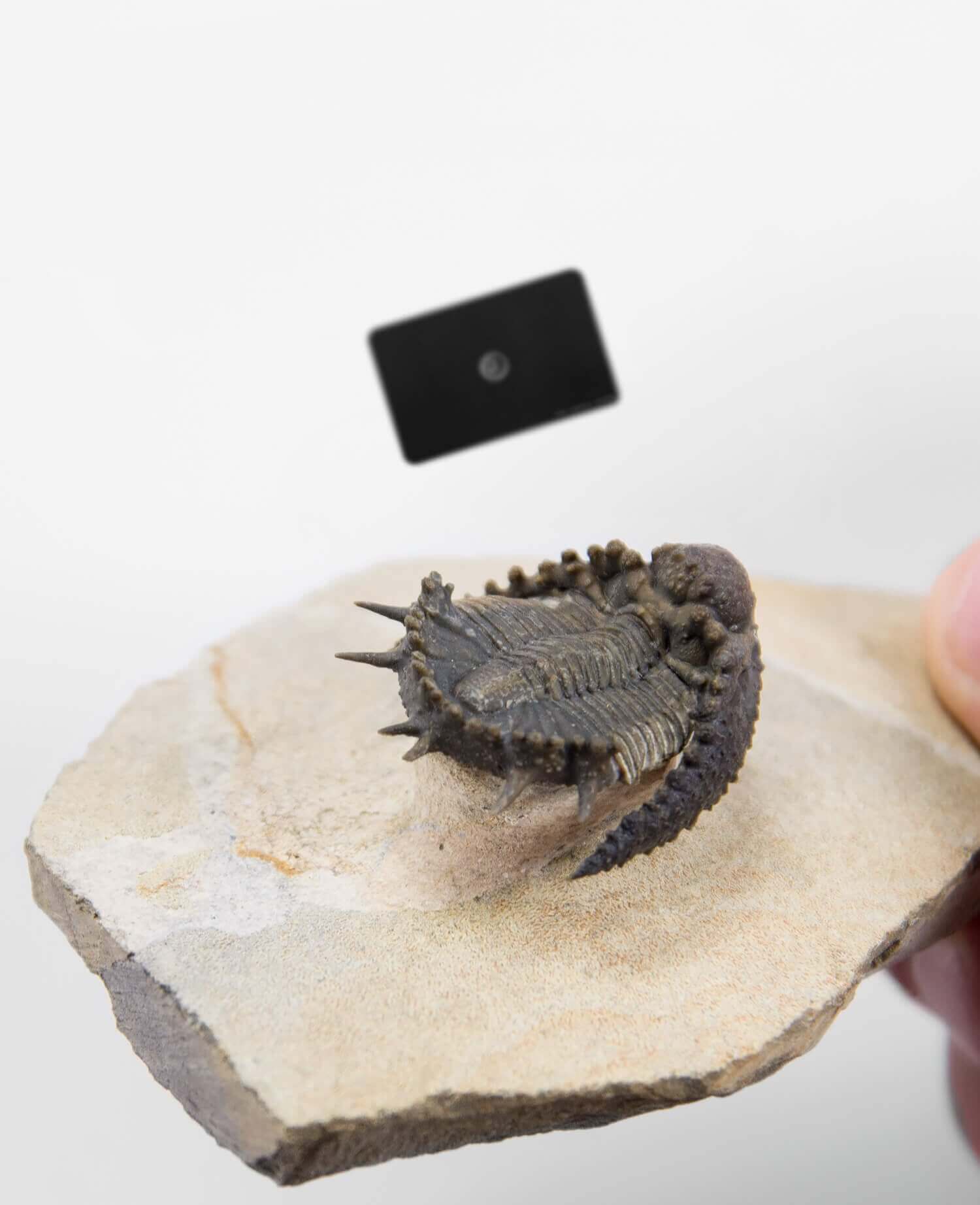 A scientifically important Akantharges mbareki fossil trilobite for sale measuring 87mm at THE FOSSIL STORE