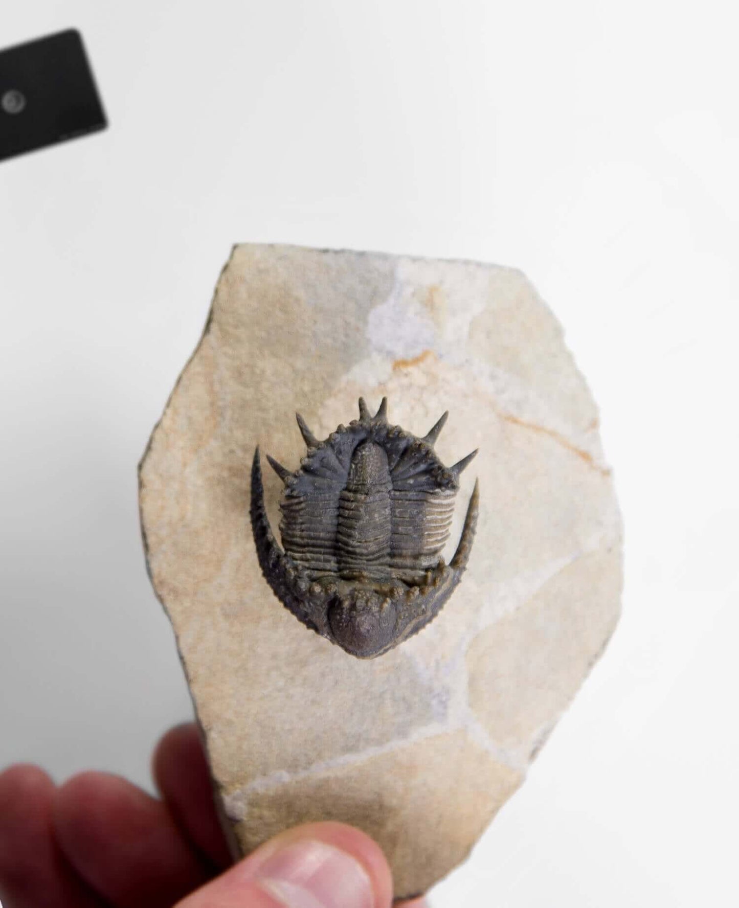 A scientifically important Akantharges mbareki fossil trilobite for sale measuring 87mm at THE FOSSIL STORE