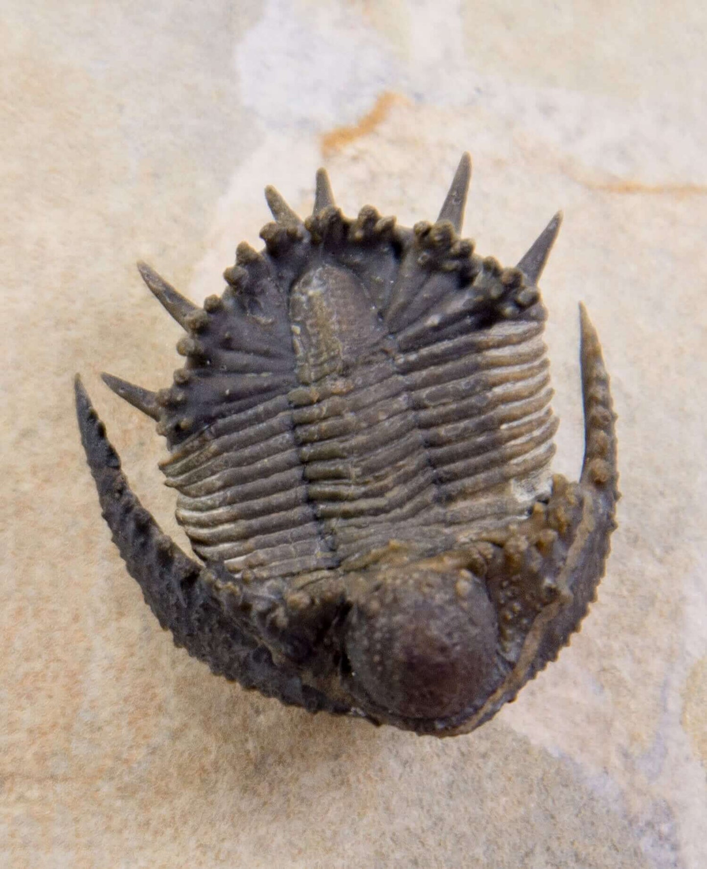 A scientifically important Akantharges mbareki fossil trilobite for sale measuring 87mm at THE FOSSIL STORE