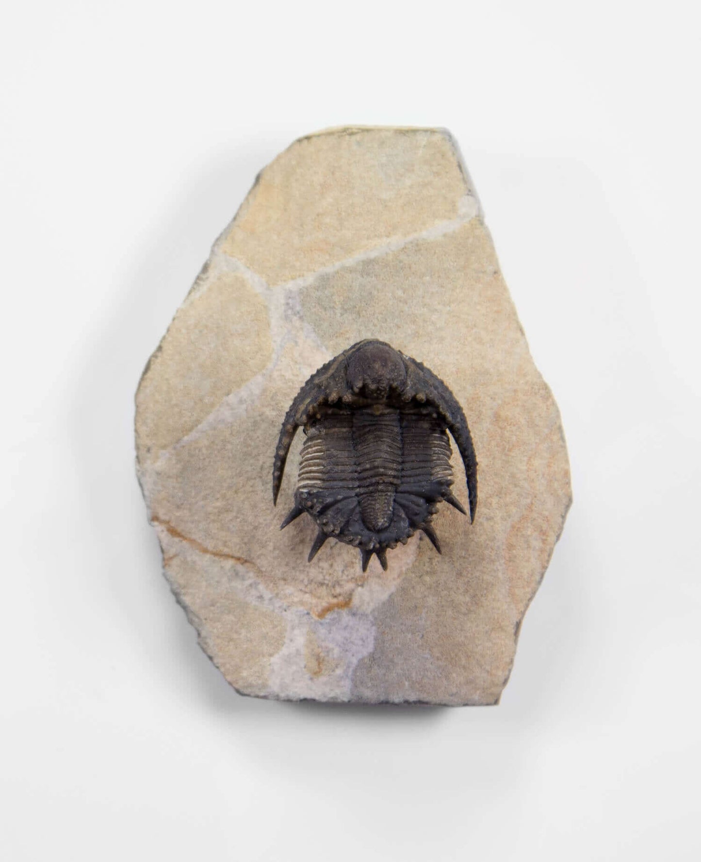 A scientifically important Akantharges mbareki fossil trilobite for sale measuring 87mm at THE FOSSIL STORE