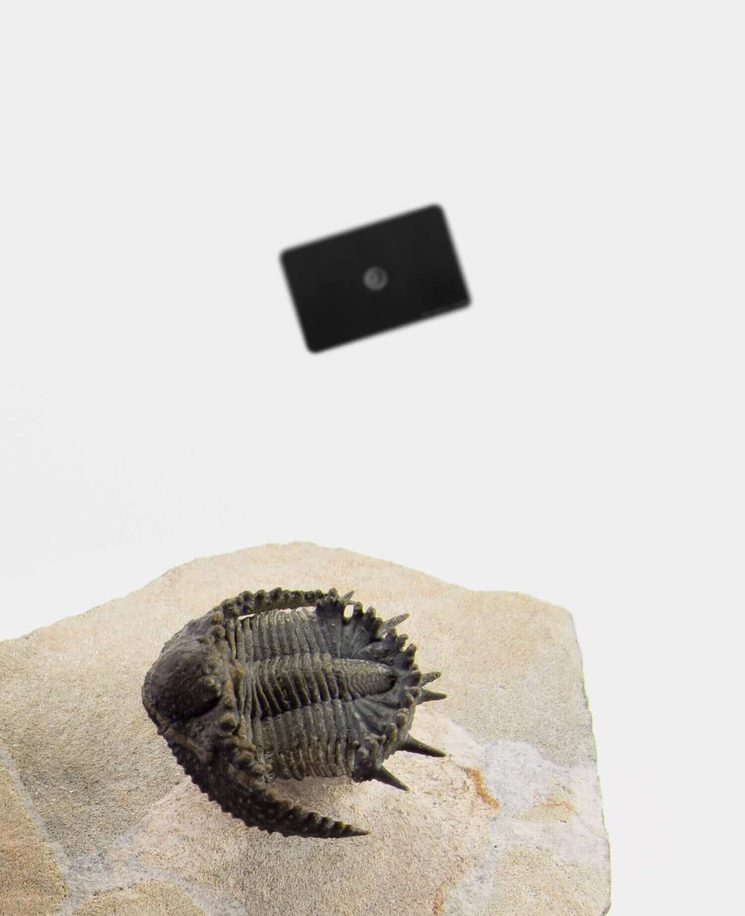 A scientifically important Akantharges mbareki fossil trilobite for sale measuring 87mm at THE FOSSIL STORE