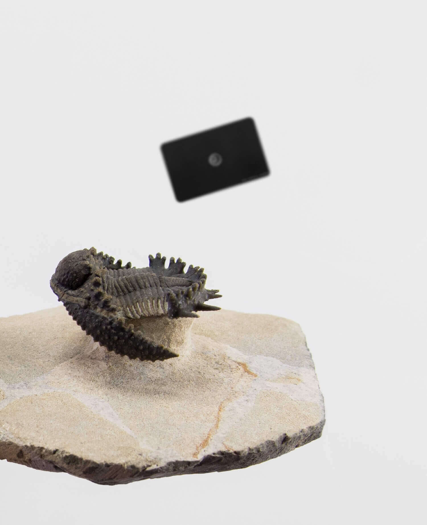 A scientifically important Akantharges mbareki fossil trilobite for sale measuring 87mm at THE FOSSIL STORE