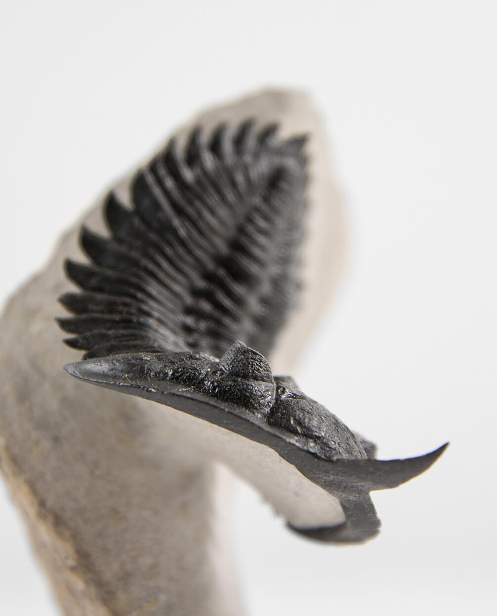 Scientifically important Pseudocryphaeus fossil trilobite measuring 59mm at THE FOSSIL STORE