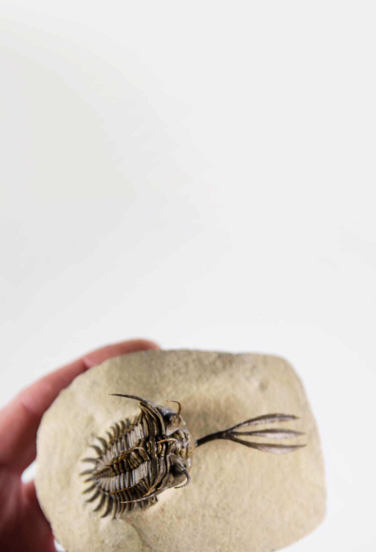 A wonderful example of the Walliserops trifurcatus fossil trilobite for sale measuring 93mm at THE FOSSIL STORE