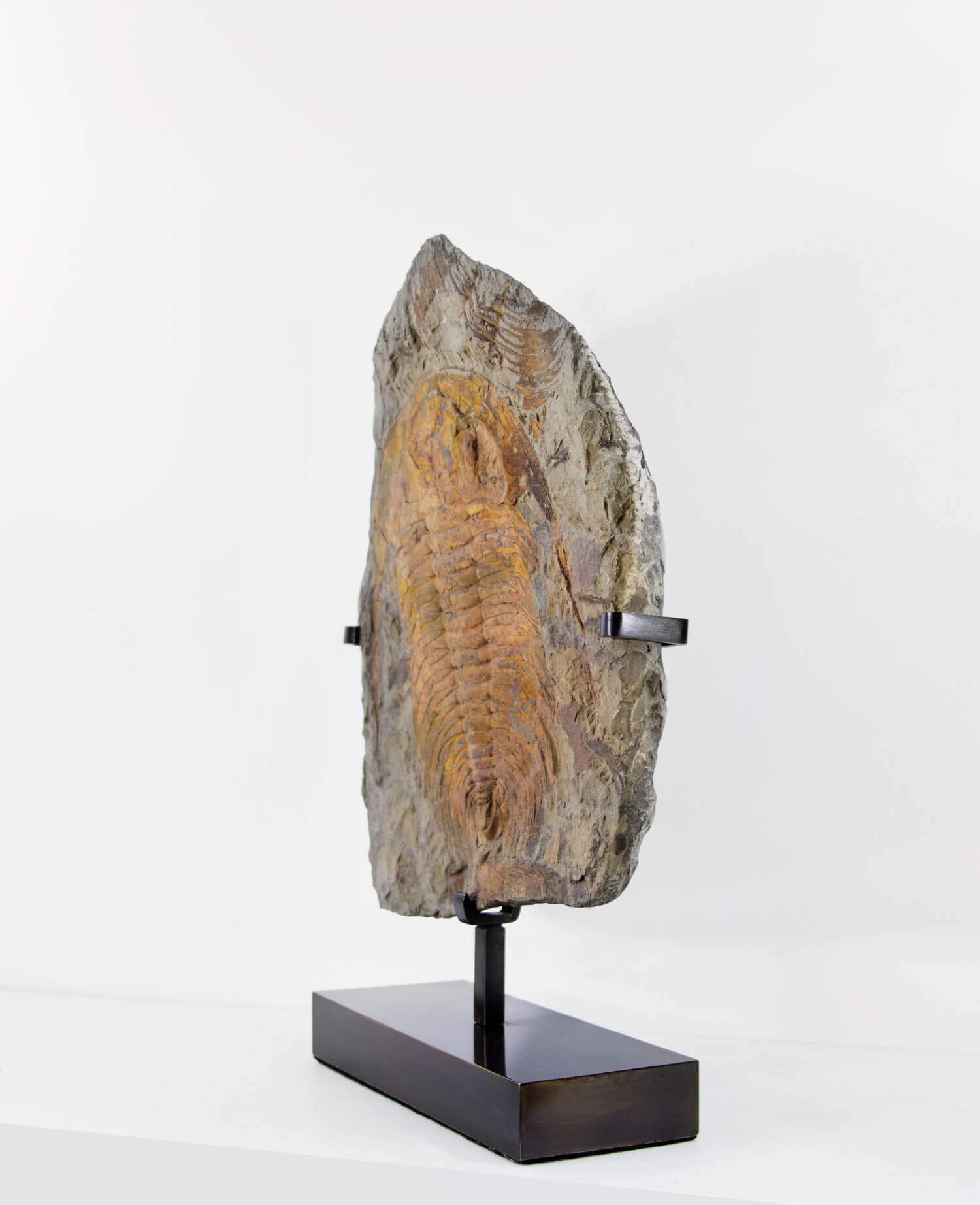 A museum-standard rare authentic Paradoxides acadoparadoxides measuring 465mm on THE FOSSIL STORE bronze stand series