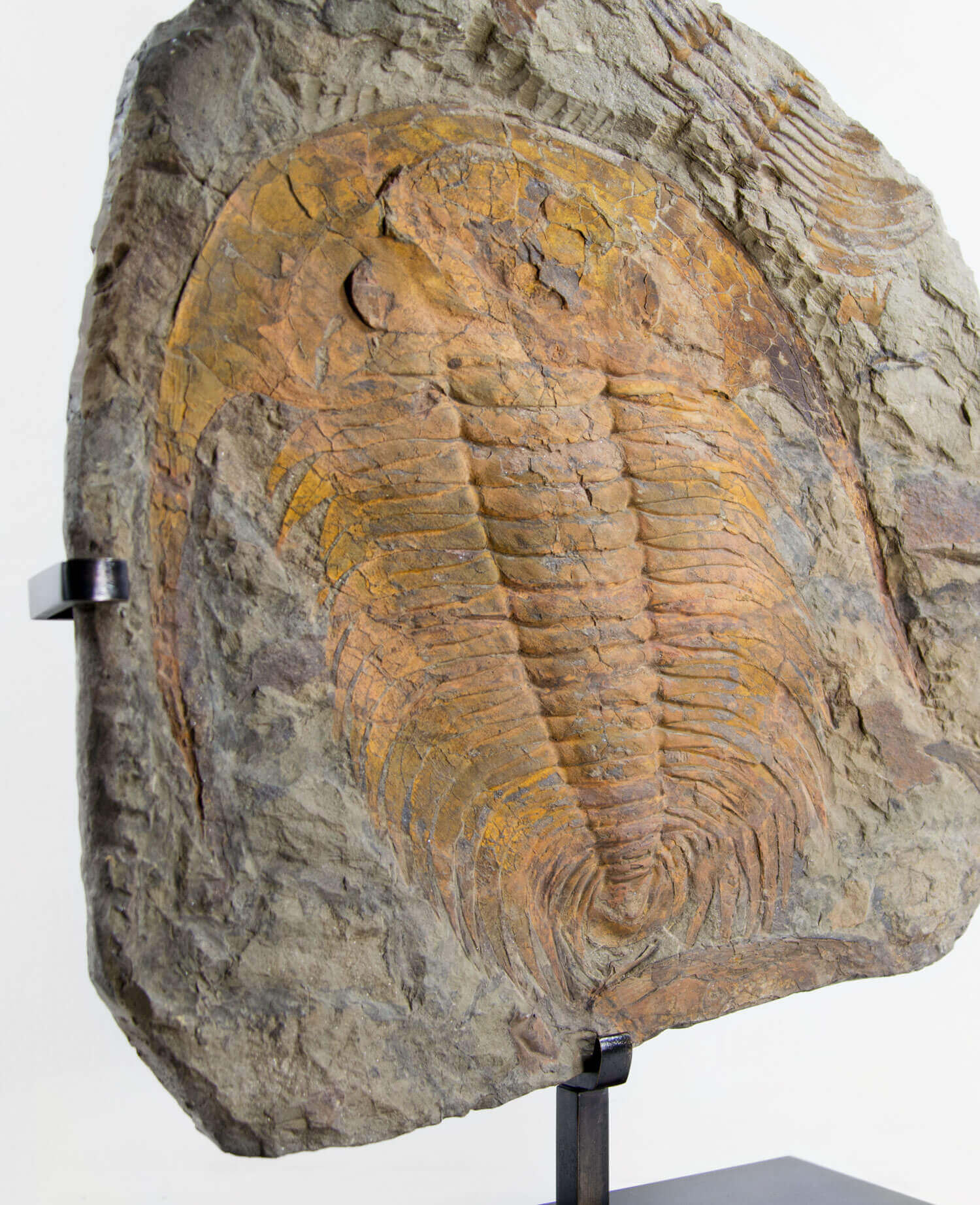 A museum-standard rare authentic Paradoxides acadoparadoxides measuring 465mm on THE FOSSIL STORE bronze stand series