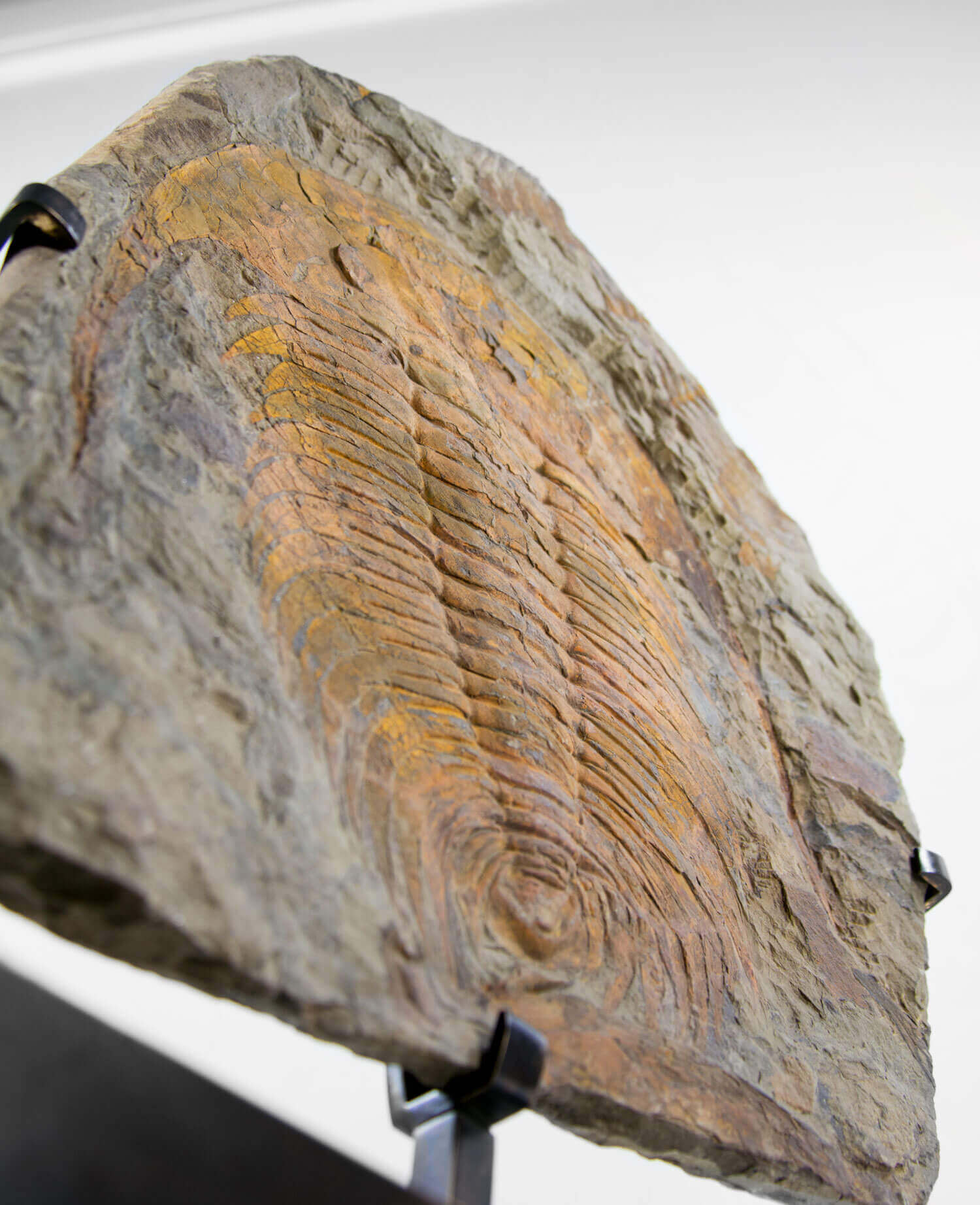 A museum-standard rare authentic Paradoxides acadoparadoxides measuring 465mm on THE FOSSIL STORE bronze stand series